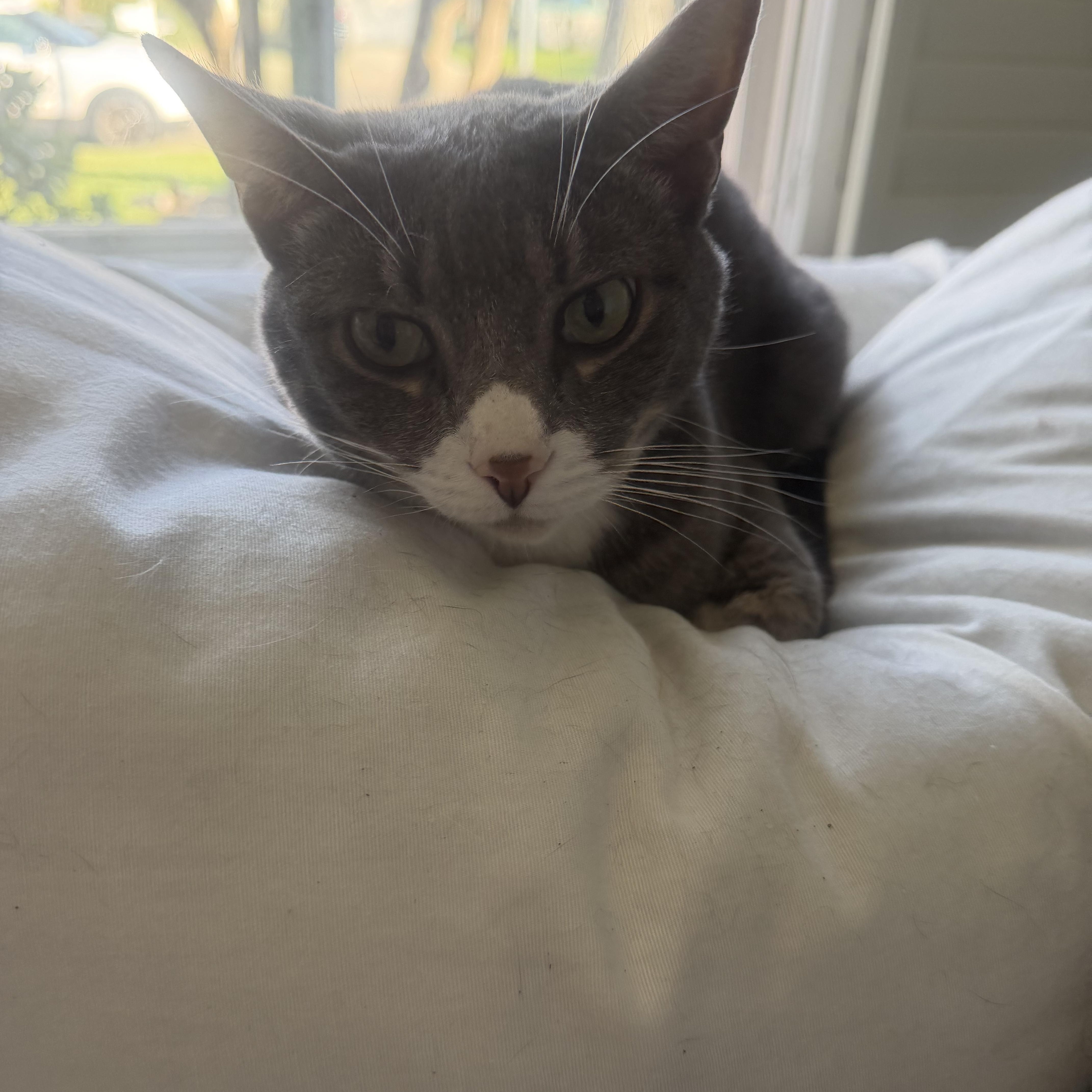 Enlarge Nelson, a ADOPTABLE Domestic Short Hair in Rio Linda, CA image 2/4