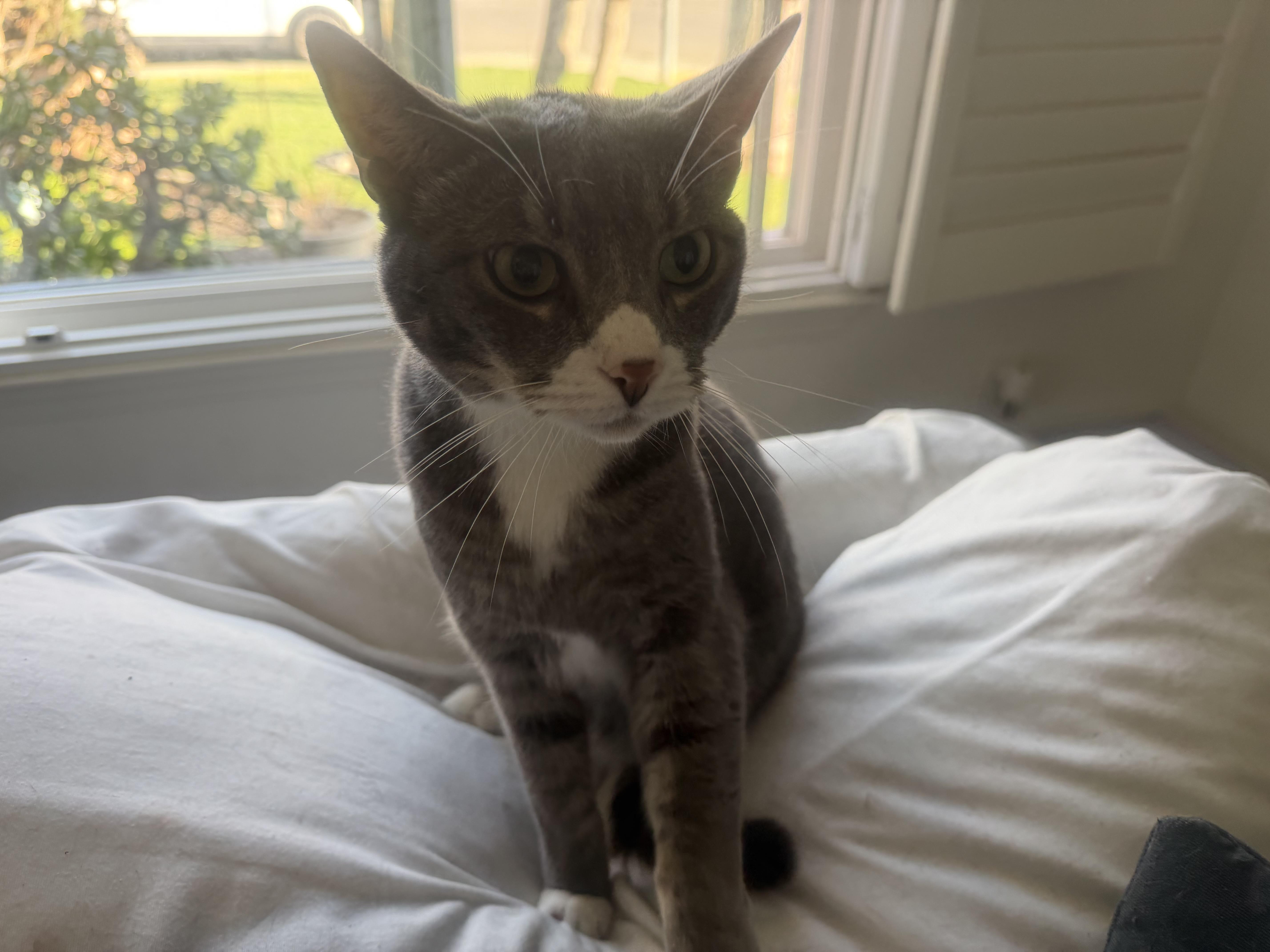 Enlarge Nelson, a ADOPTABLE Domestic Short Hair in Rio Linda, CA image 4/4