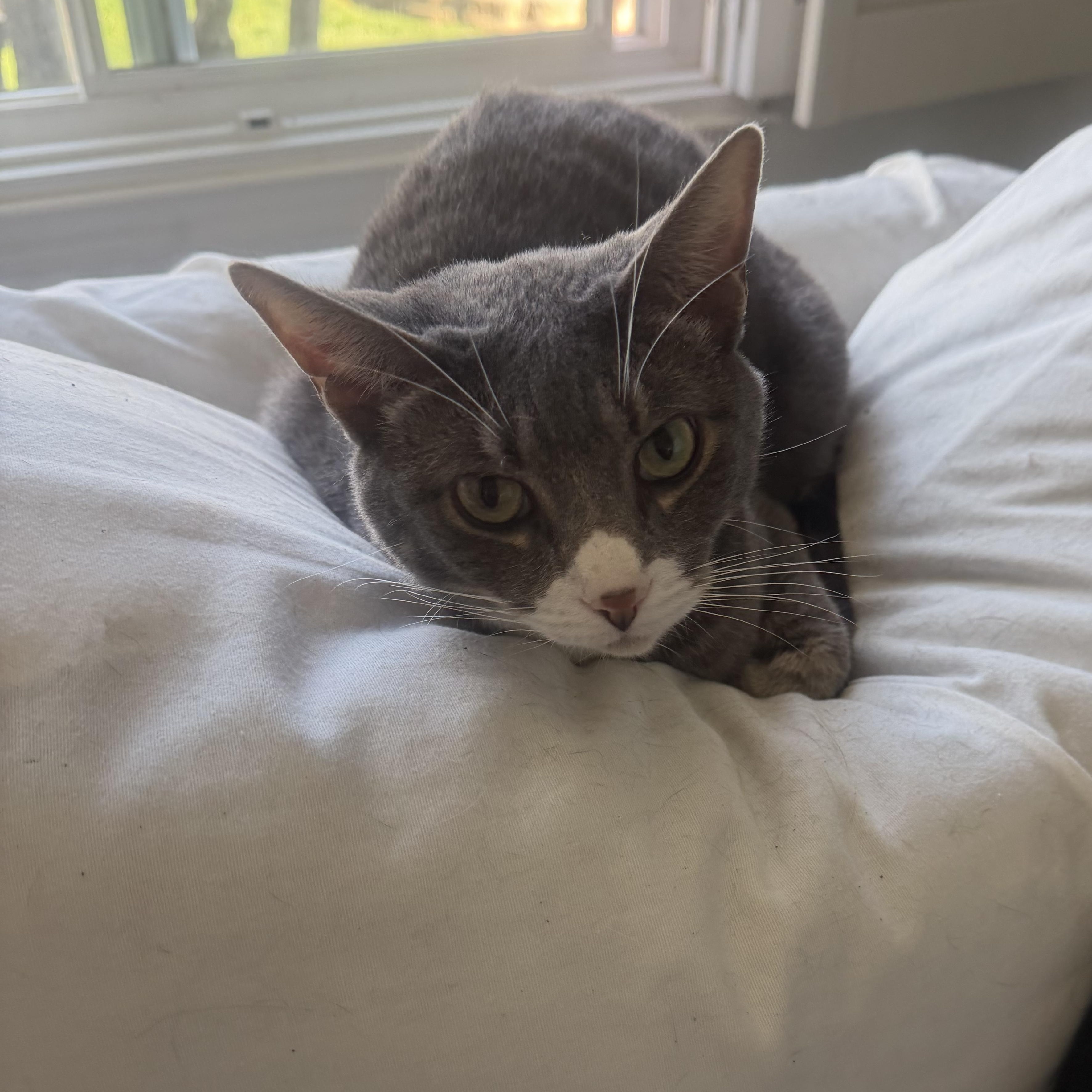 Enlarge Nelson, a ADOPTABLE Domestic Short Hair in Rio Linda, CA image 3/4