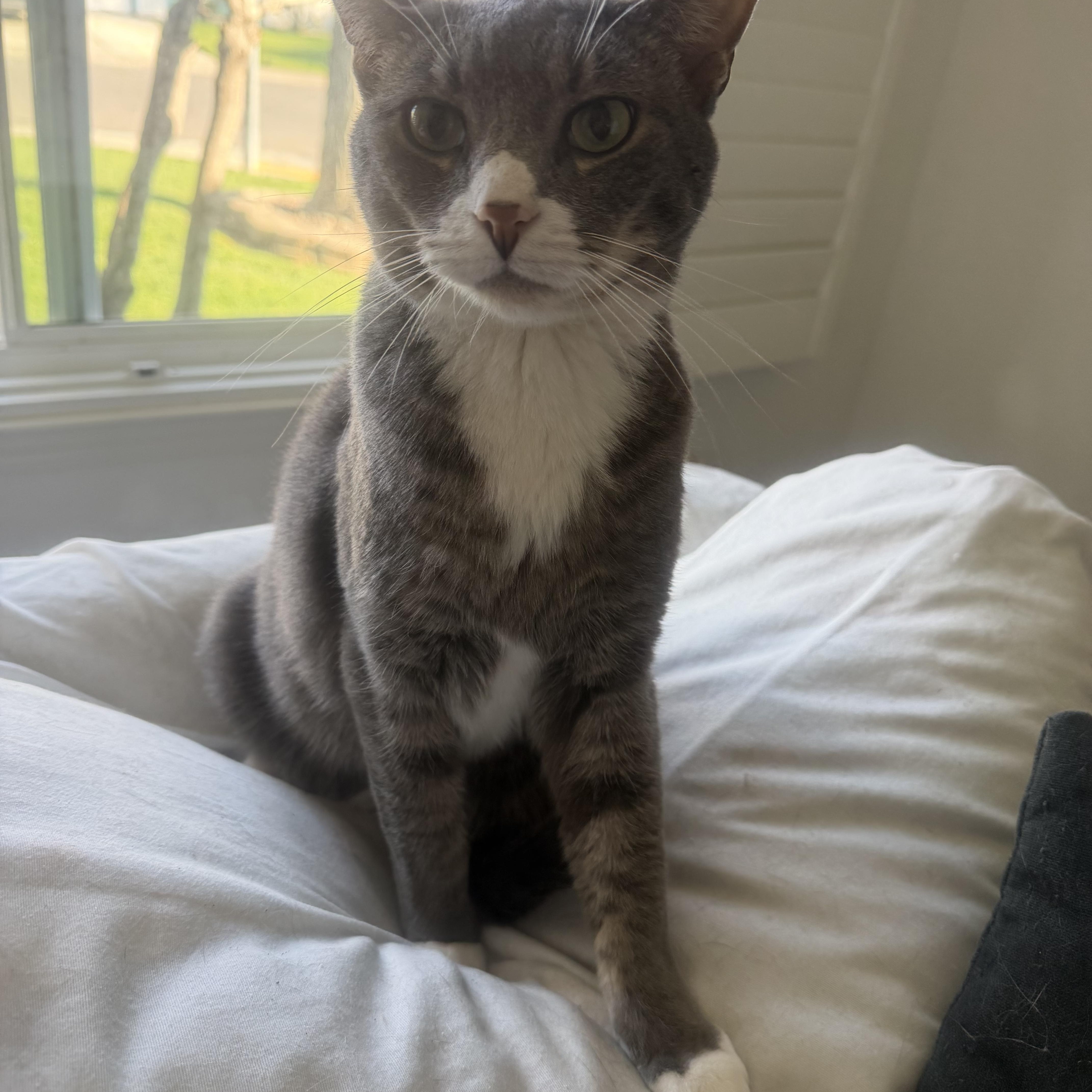 Enlarge Nelson, a ADOPTABLE Domestic Short Hair in Rio Linda, CA image 1/4