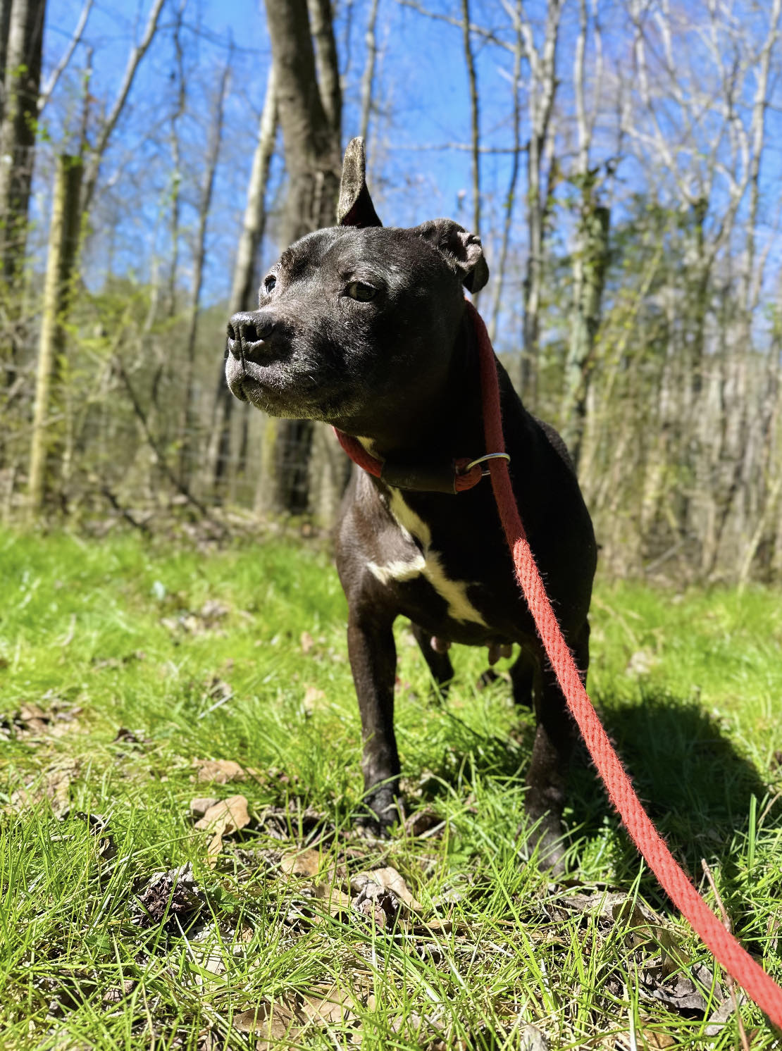 Dog for adoption Jetta, a Pit Bull Terrier Mix in Uniontown, PA Petfinder