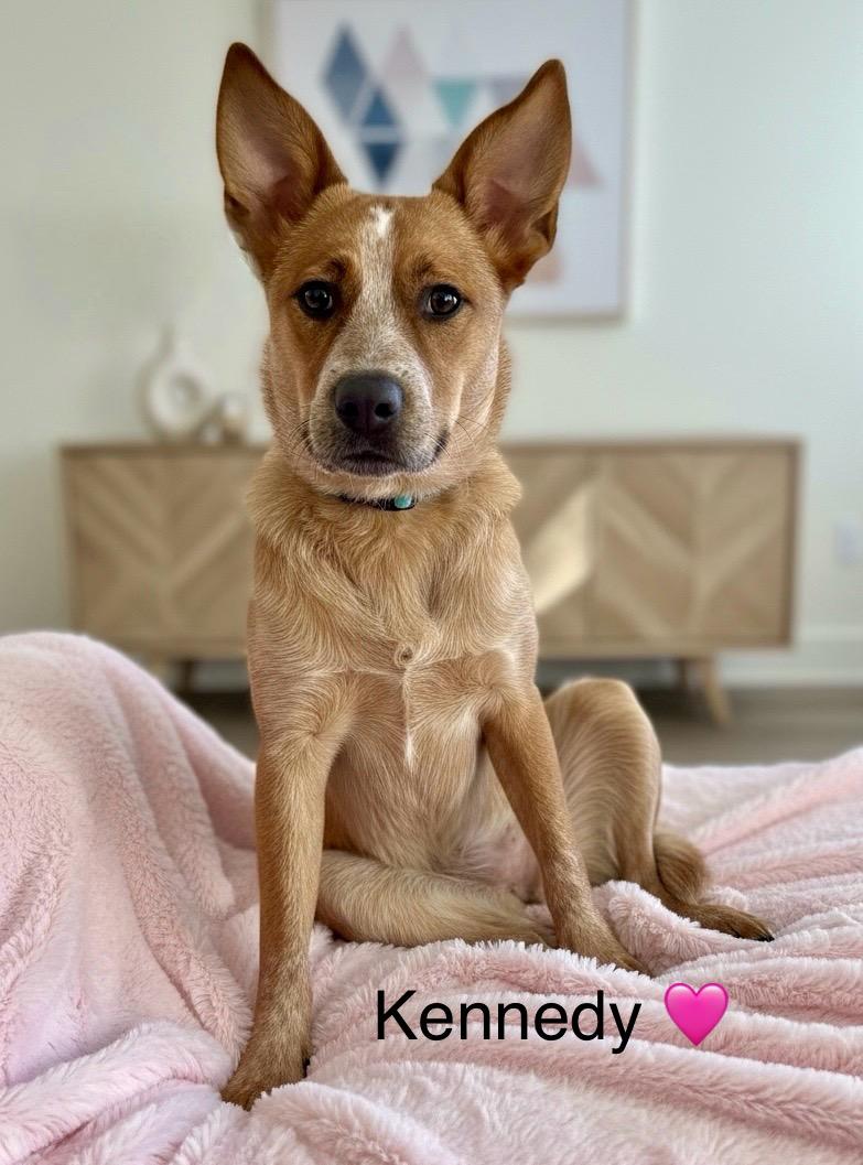 Kennedy, Adoptable, Puppy Female Australian Cattle Dog / Blue Heeler.