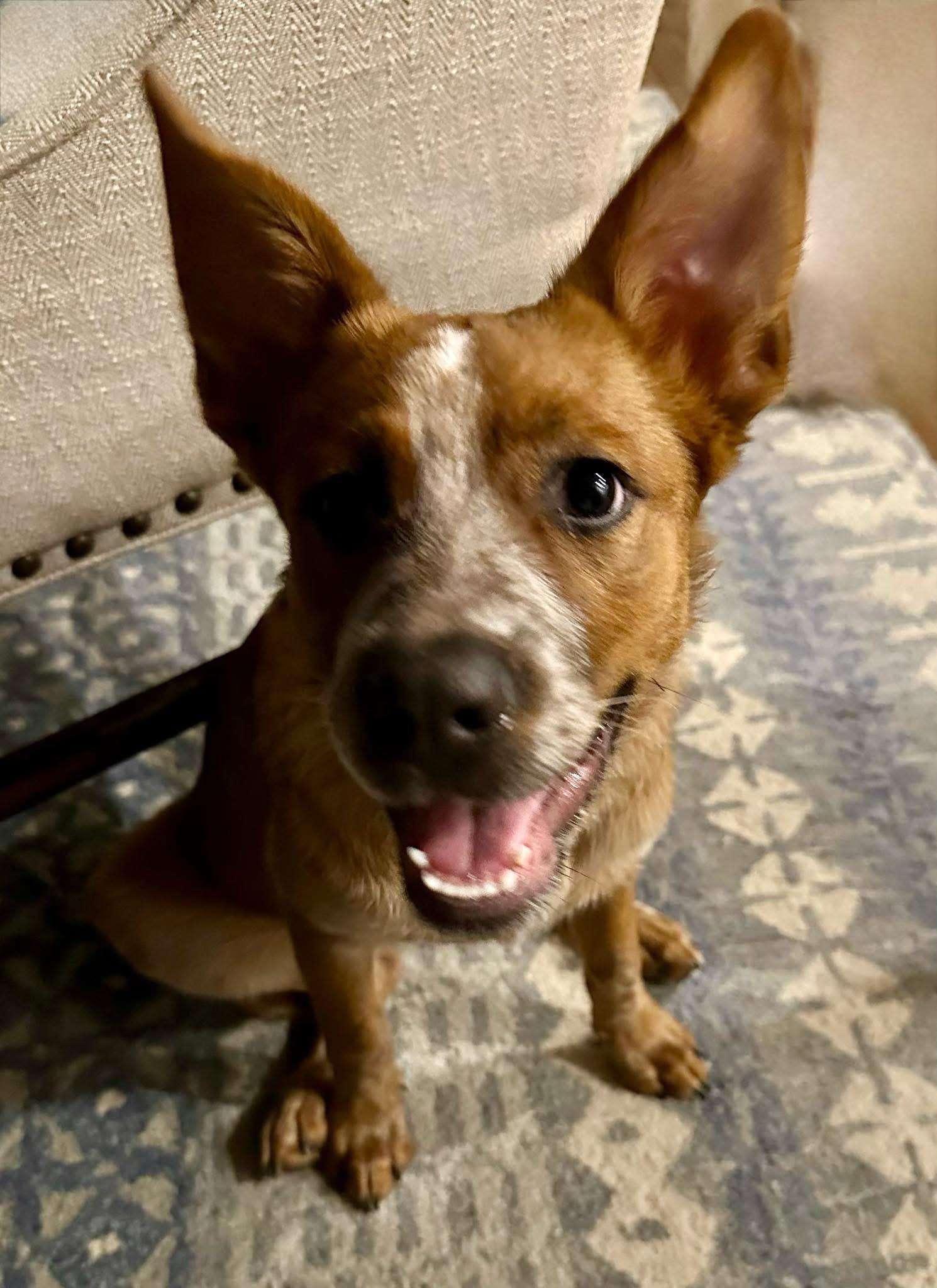 Enlarge Kennedy, a Adoptable mixed breed in Rockwall, TX image 6/6