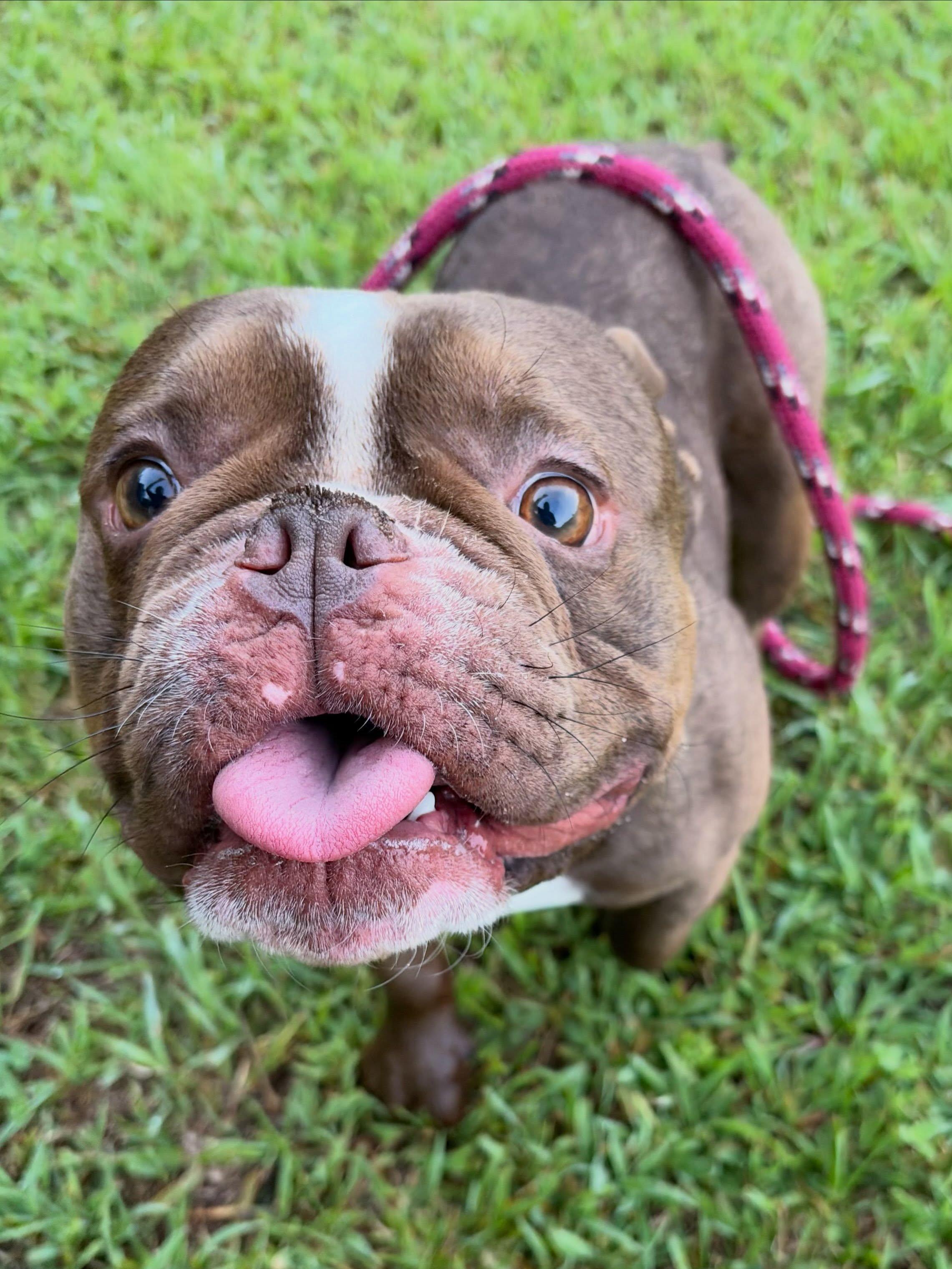 Mocha, Adoptable, Adult Male French Bulldog & American Bully.