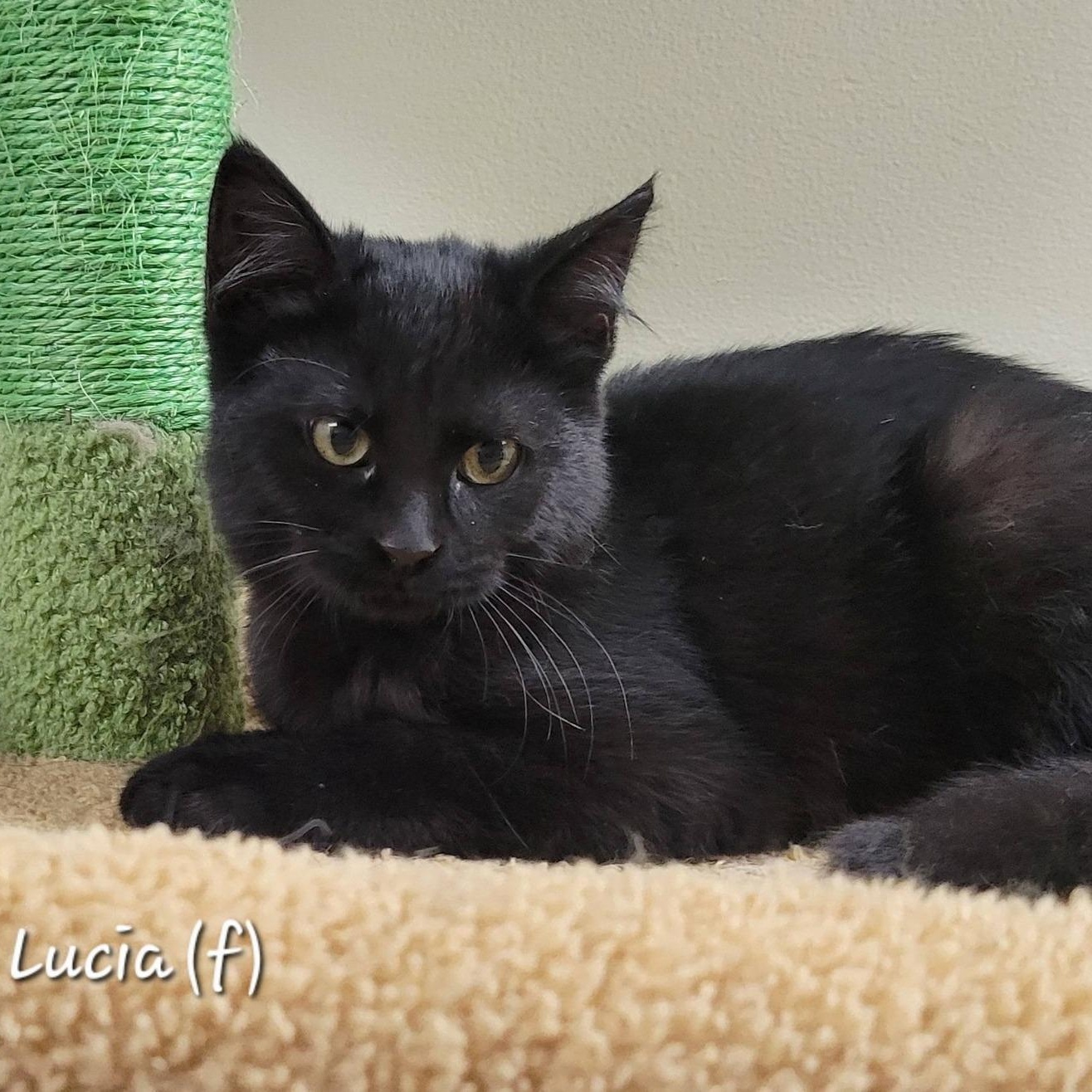 Enlarge Lucia, an adopted Domestic Short Hair in Mazon, IL image 1/1