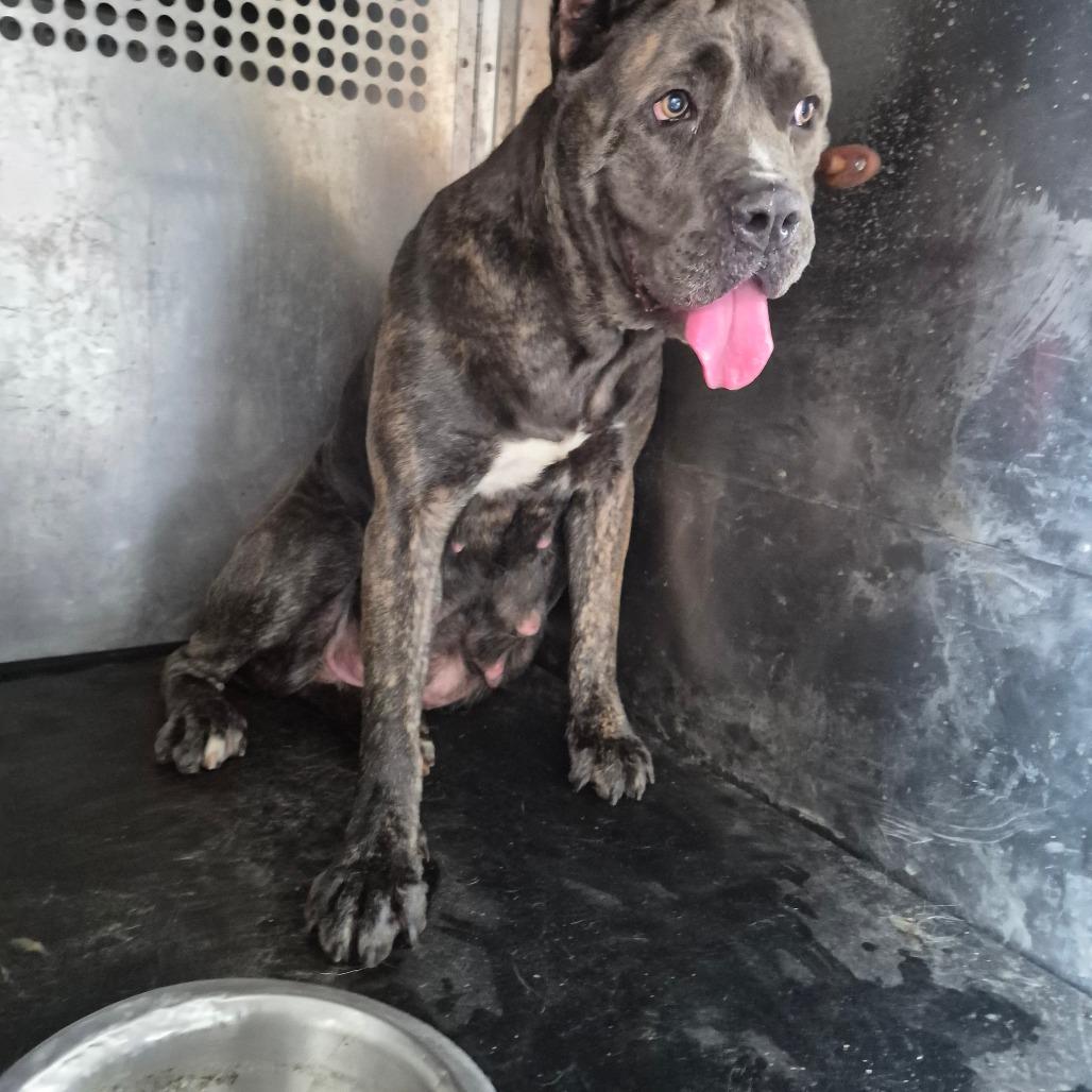 Little Mama, Adoptable, Adult Female Cane Corso.