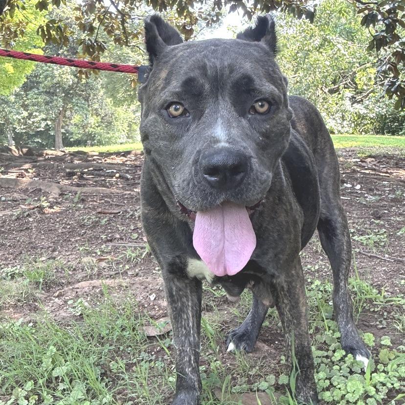 Enlarge Little Mama, a Adoptable Cane Corso in Bessemer, AL image 2/3