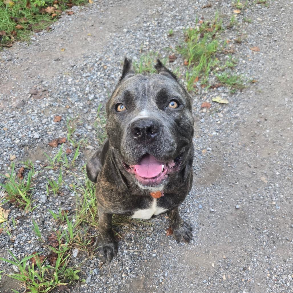 Enlarge Little Mama, a Adoptable Cane Corso in Bessemer, AL image 3/3