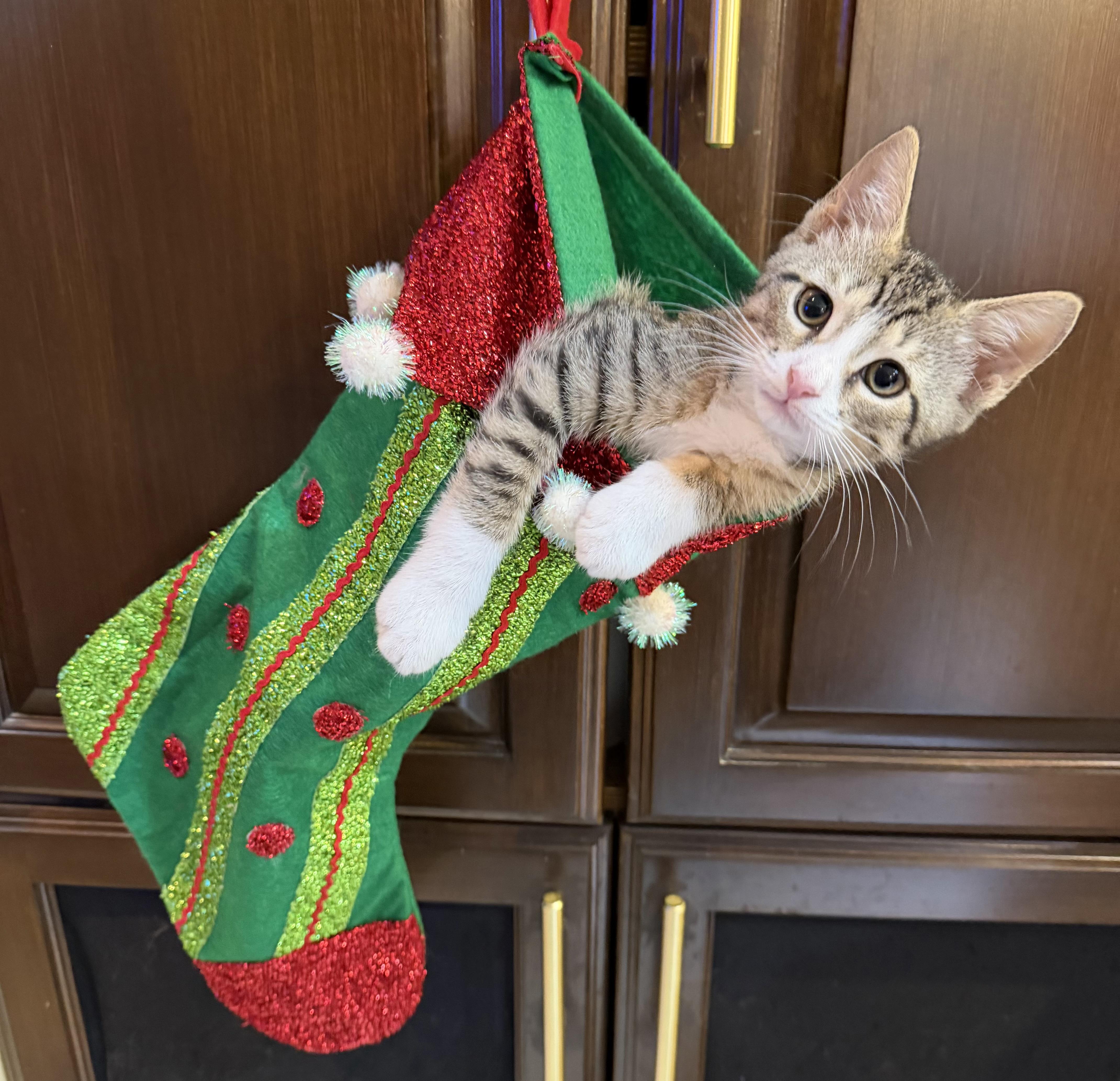 Prancer, Adoptable, Kitten Male Domestic Short Hair & Tiger.