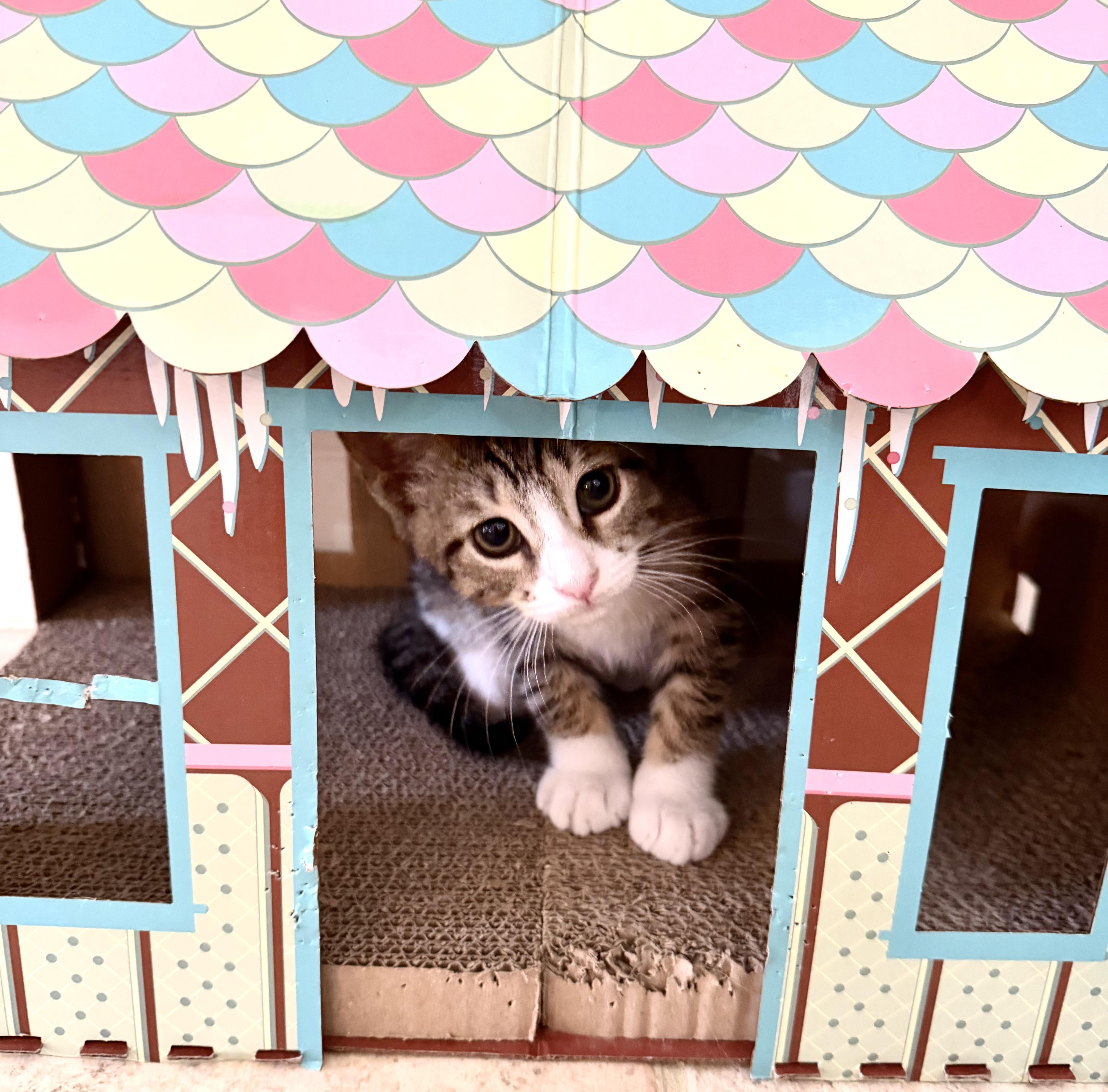 Prancer, a Adoptable mixed breed image 2/5