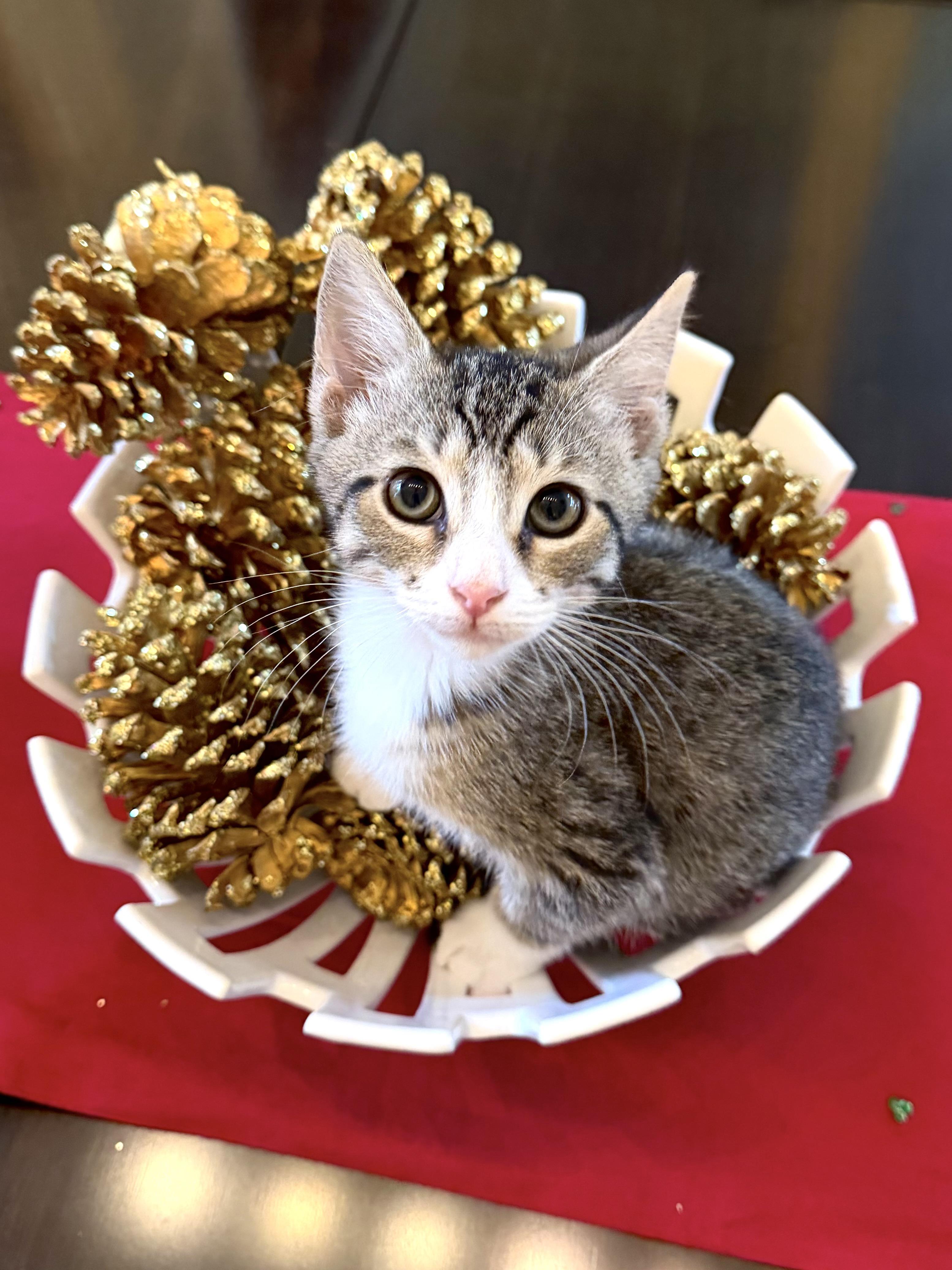 Prancer, a Adoptable mixed breed image 3/5