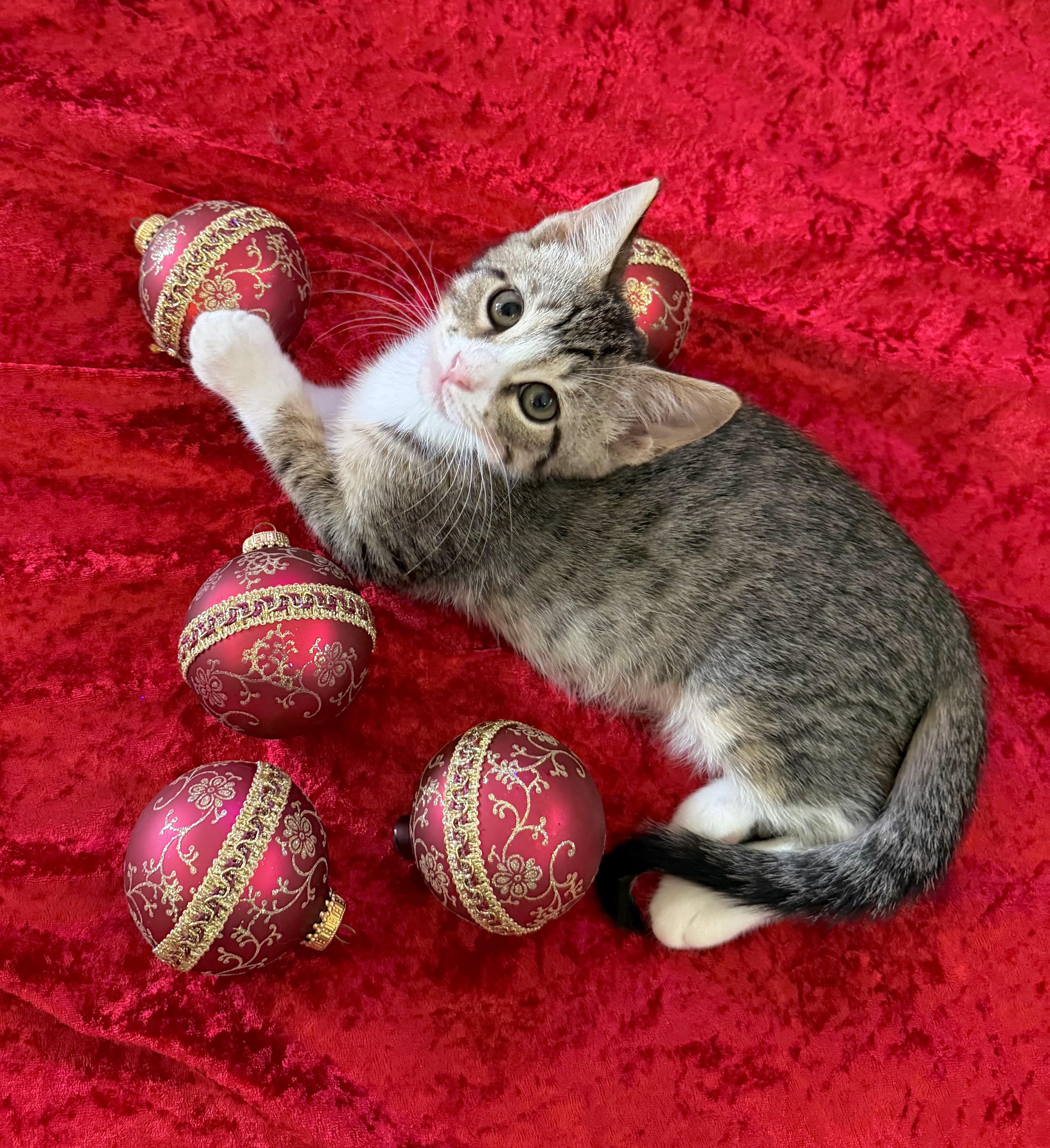 Prancer, a Adoptable mixed breed image 4/5