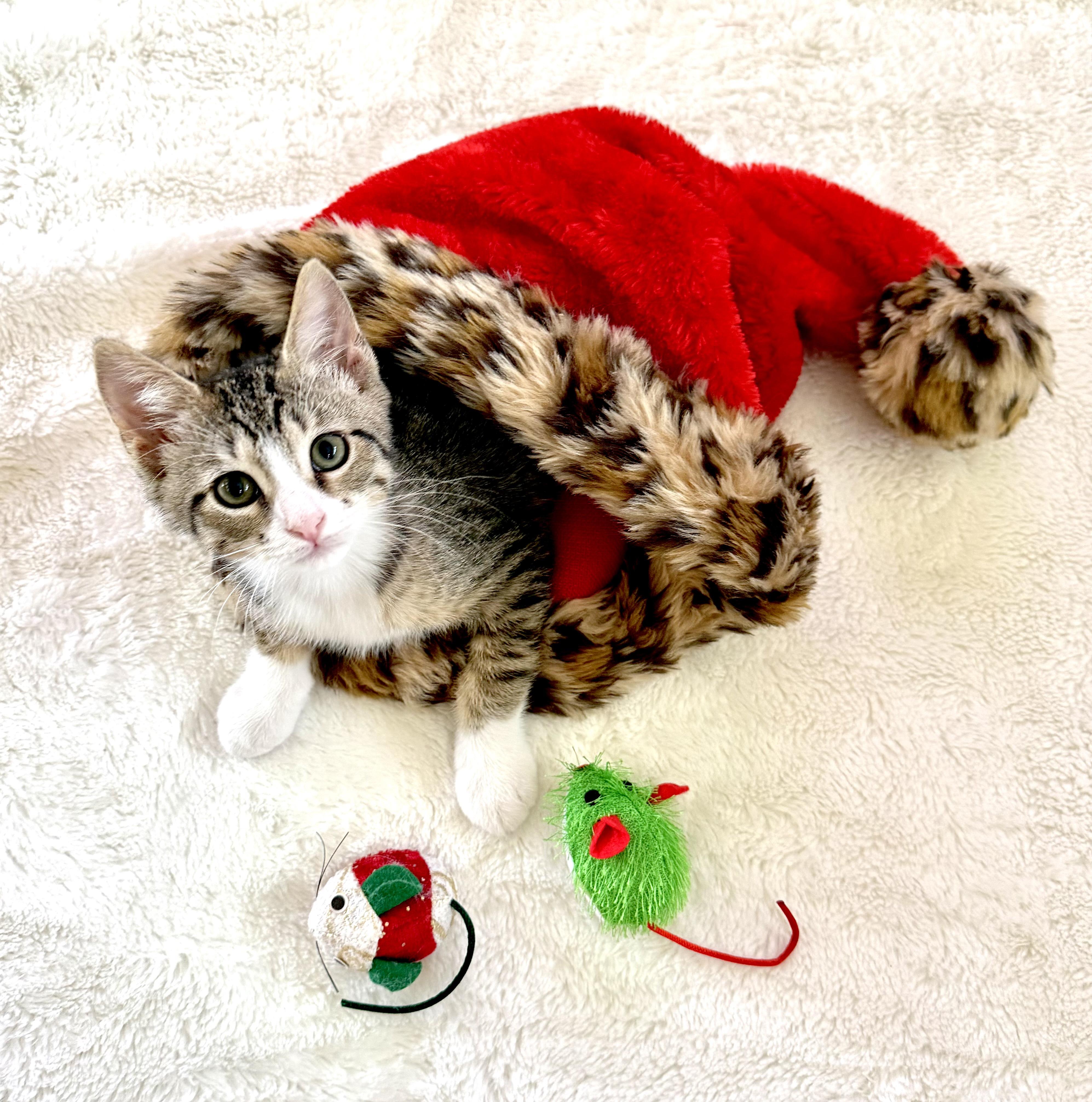 Prancer, a Adoptable mixed breed image 5/5