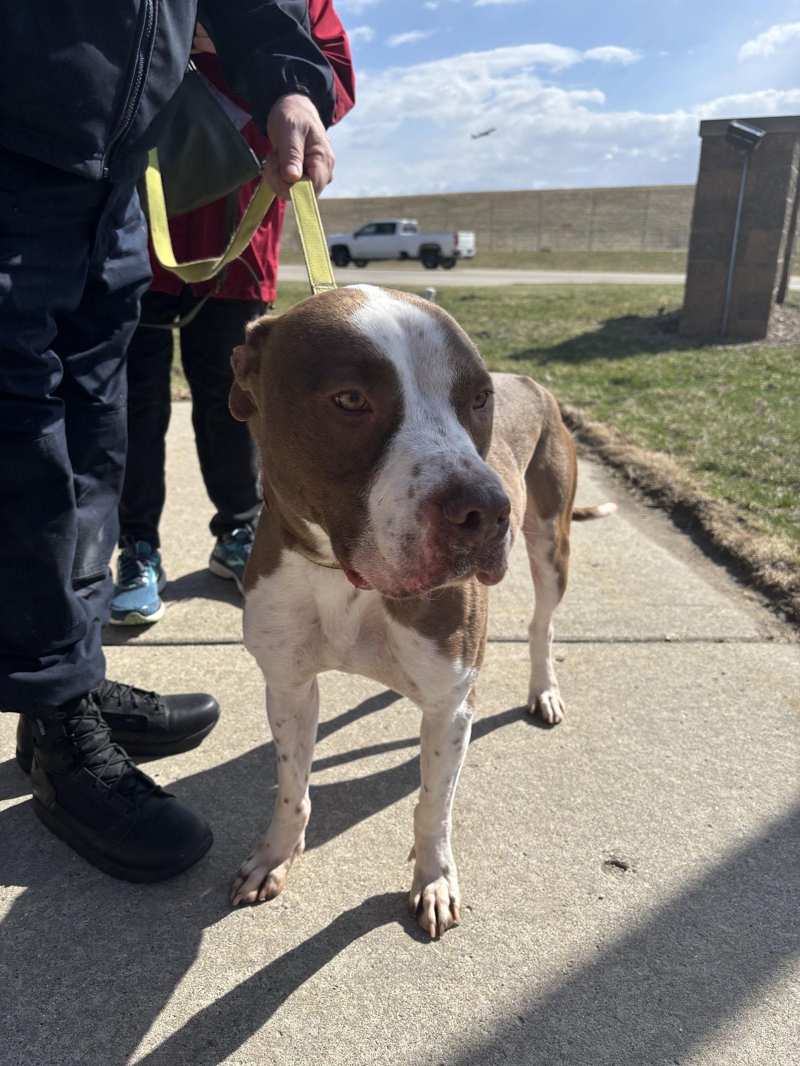 Ronnie, Adoptable, Adult Male American Staffordshire Terrier & Pit Bull Terrier.