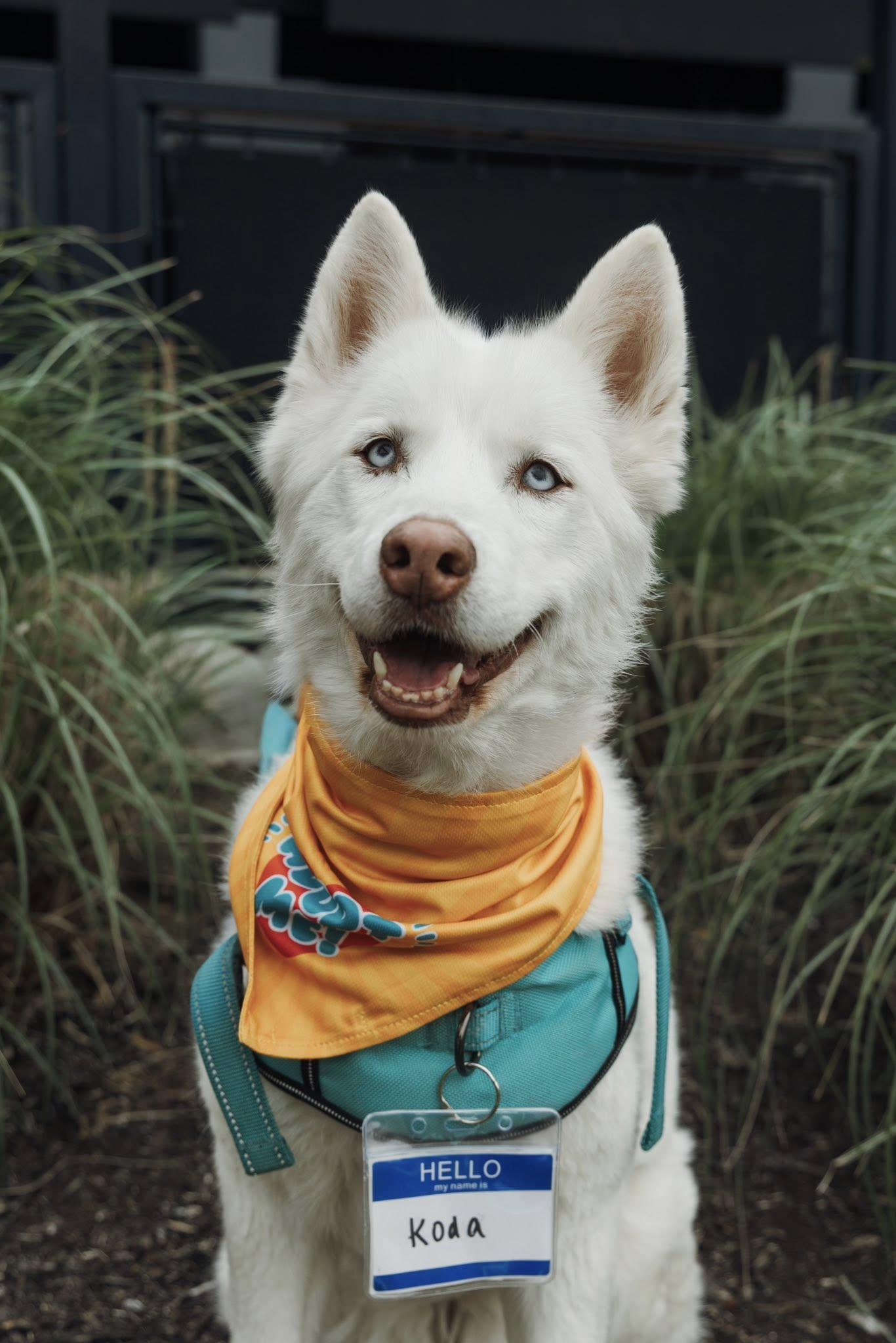 Koda, Adopted, Adult Female Siberian Husky.