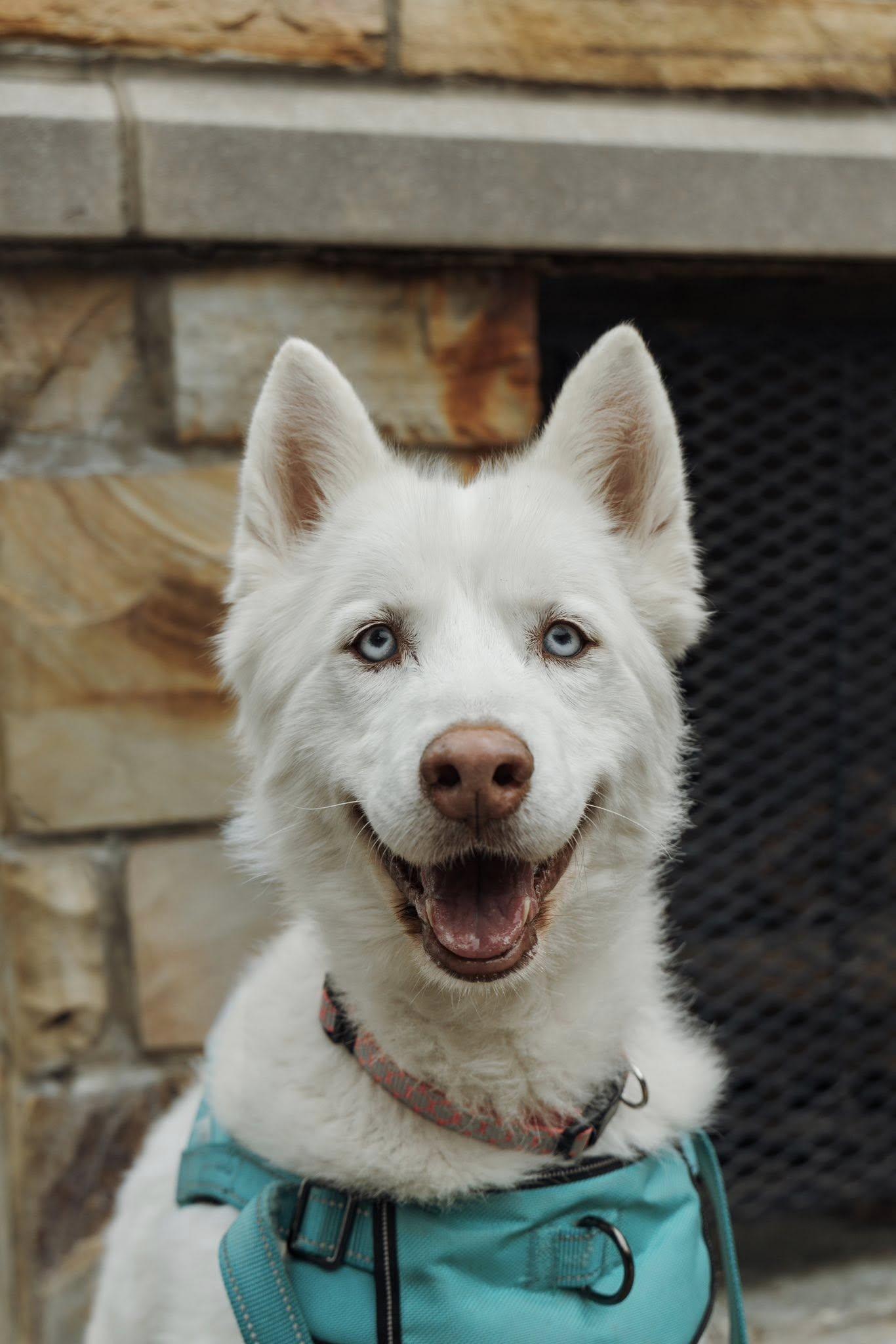 Enlarge Koda, a Adopted Siberian Husky in Carrollton, TX image 2/3