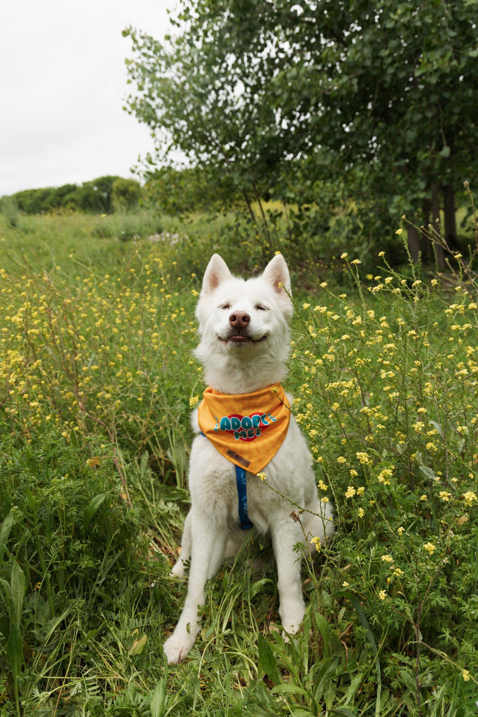 Enlarge Koda, a Adopted Siberian Husky in Carrollton, TX image 3/3