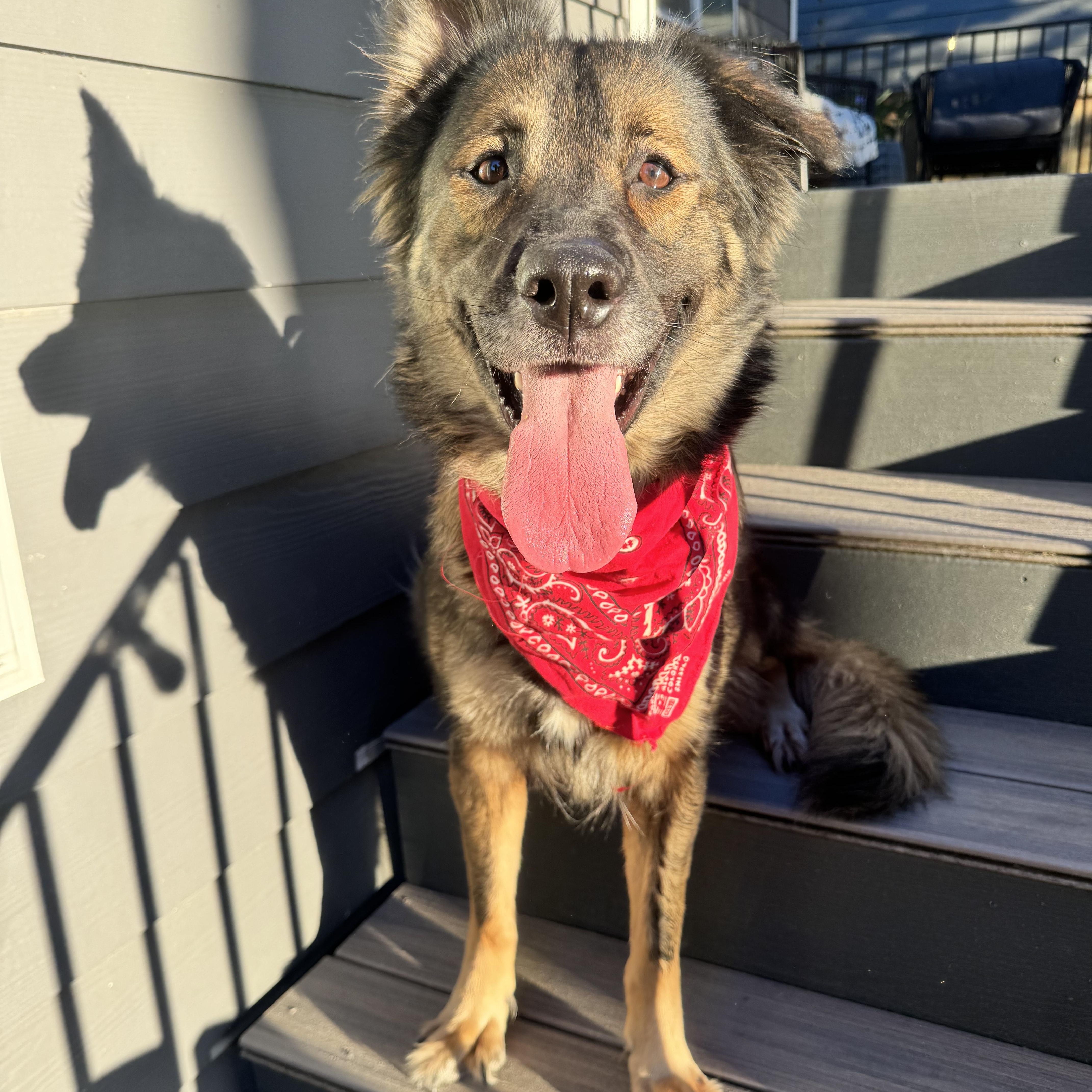 Gemma, a Adoptable mixed breed in Blaine, WA image 3/5