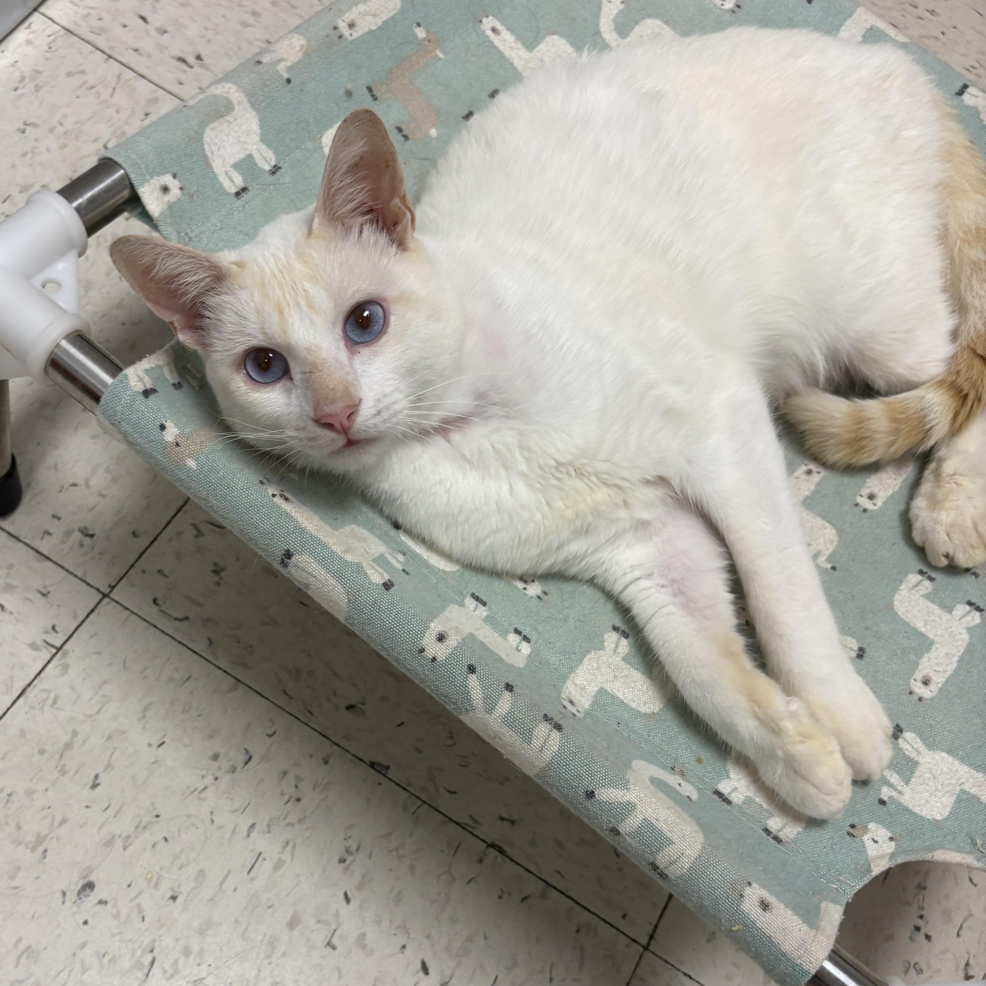 Enlarge Ampharas, a Adopted Siamese in Wayne , NJ image 3/3