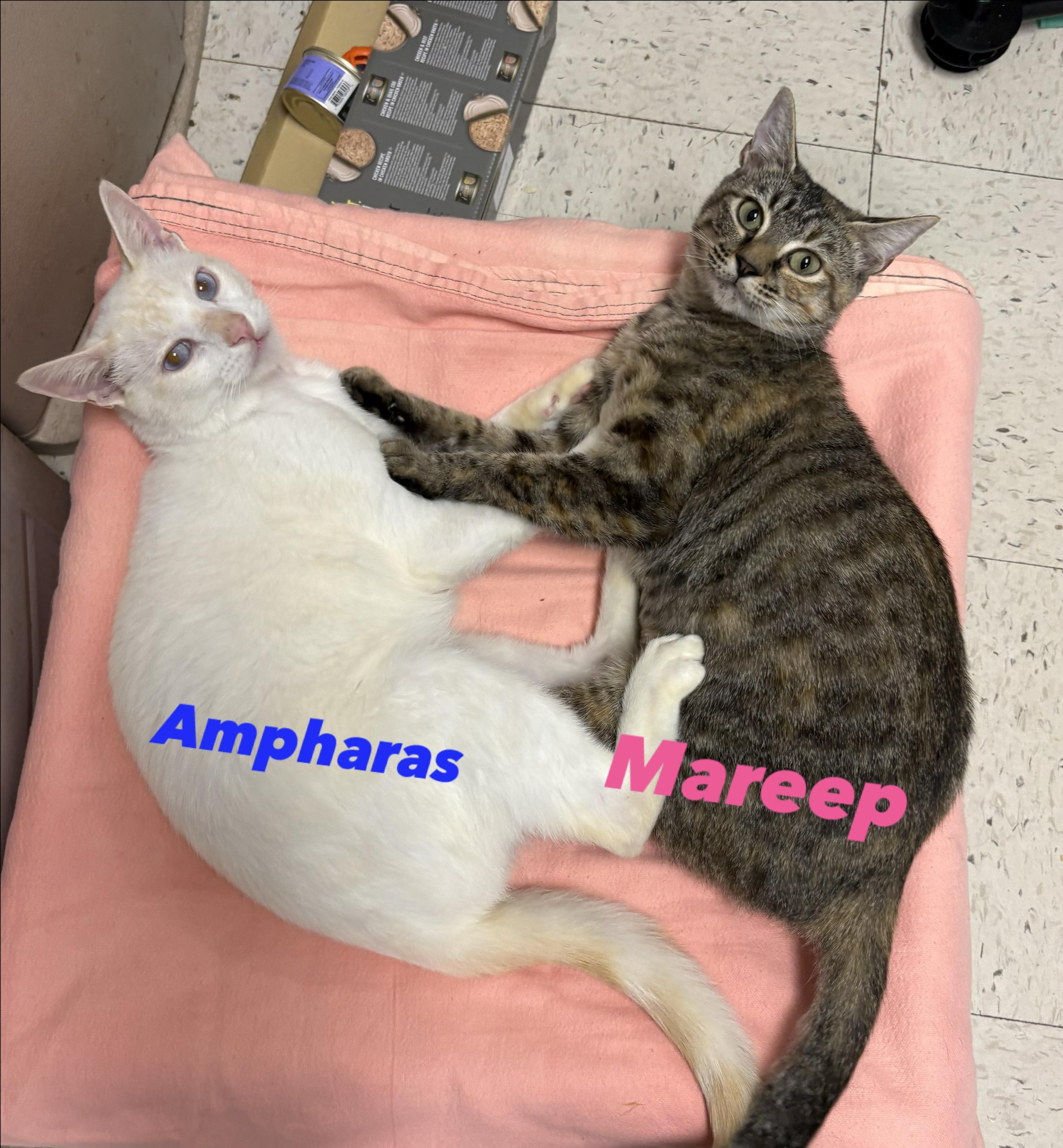 Enlarge Ampharas, a Adopted Siamese in Wayne , NJ image 2/3