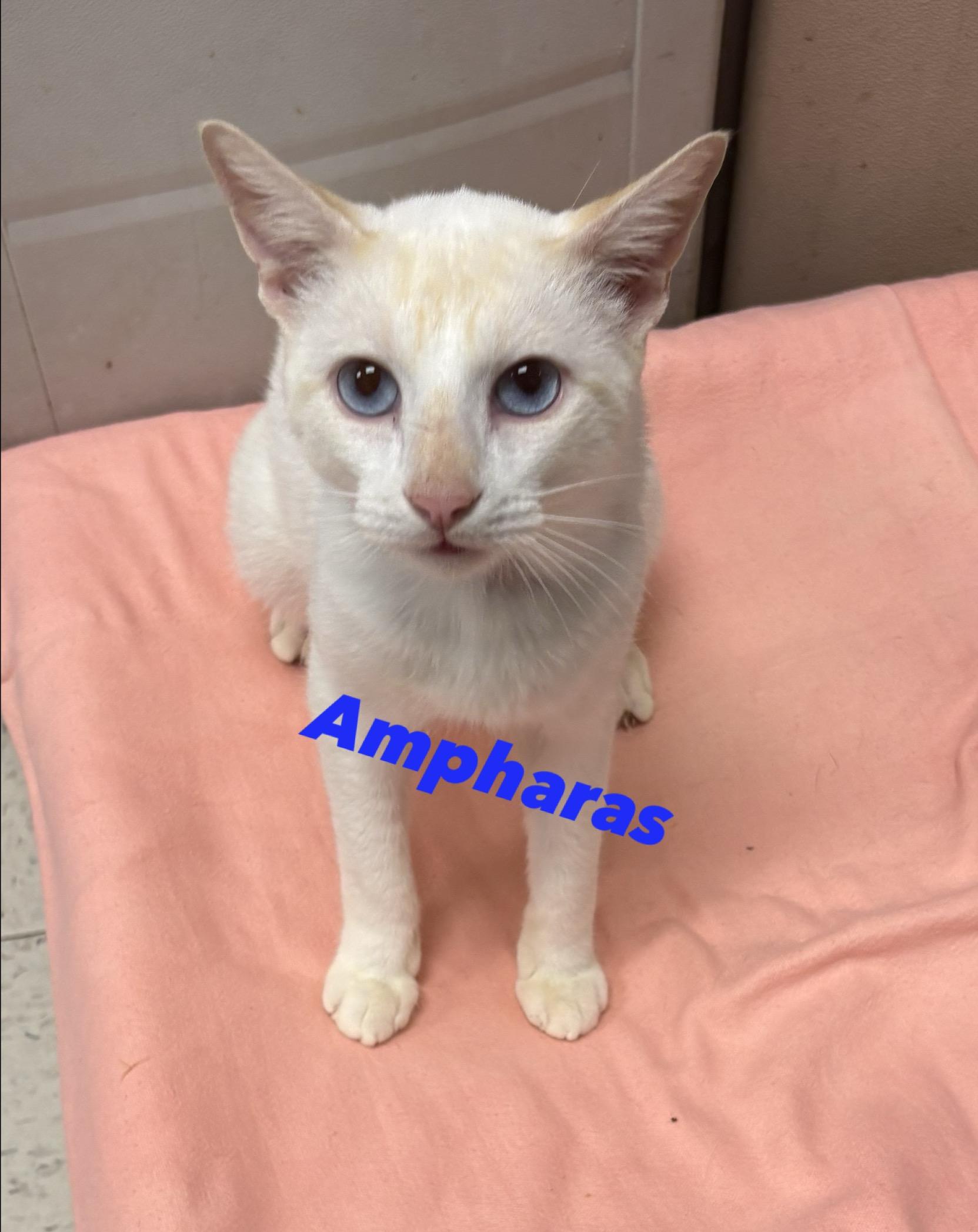 Ampharas, Adopted, Adult Male Siamese.