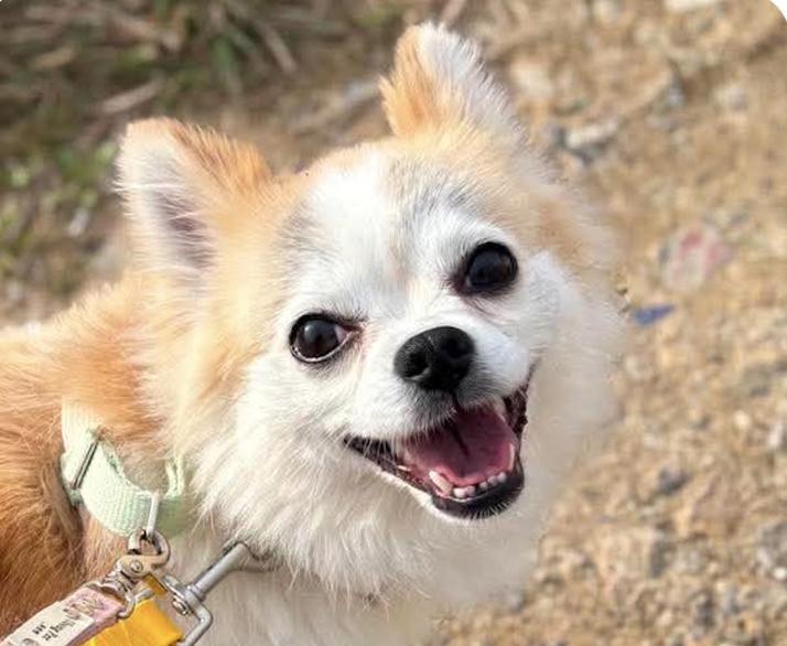 Chico, adopted, Adult Female Chihuahua.