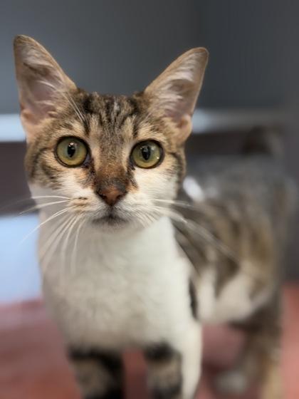 Pretty Face, Adoptable, Young Female Domestic Short Hair & Domestic Short Hair.