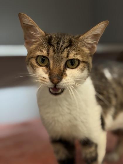 Pretty Face, a Adoptable Domestic Short Hair in Bensalem, PA image 1/3