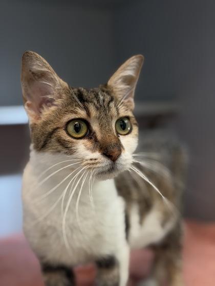 Pretty Face, a Adoptable Domestic Short Hair in Bensalem, PA image 2/3