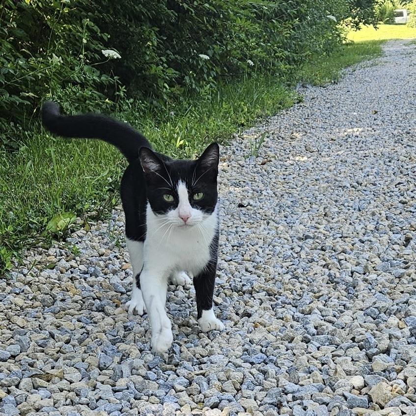 Tumbleweed, Adoptable, Adult Male Domestic Short Hair.