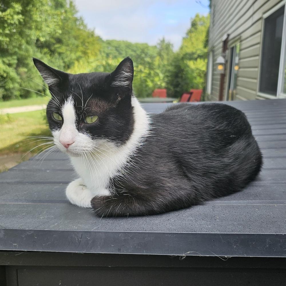 Tumbleweed, a Adoptable mixed breed in Columbus, OH image 2/5