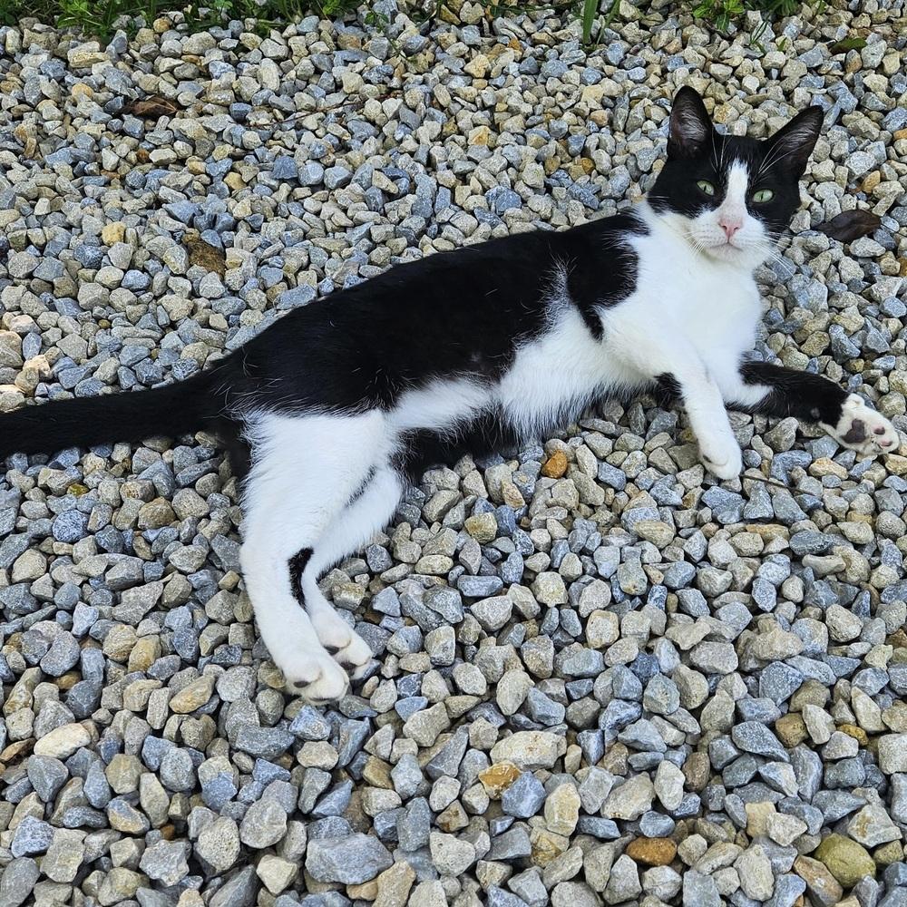 Tumbleweed, a Adoptable mixed breed in Columbus, OH image 3/5