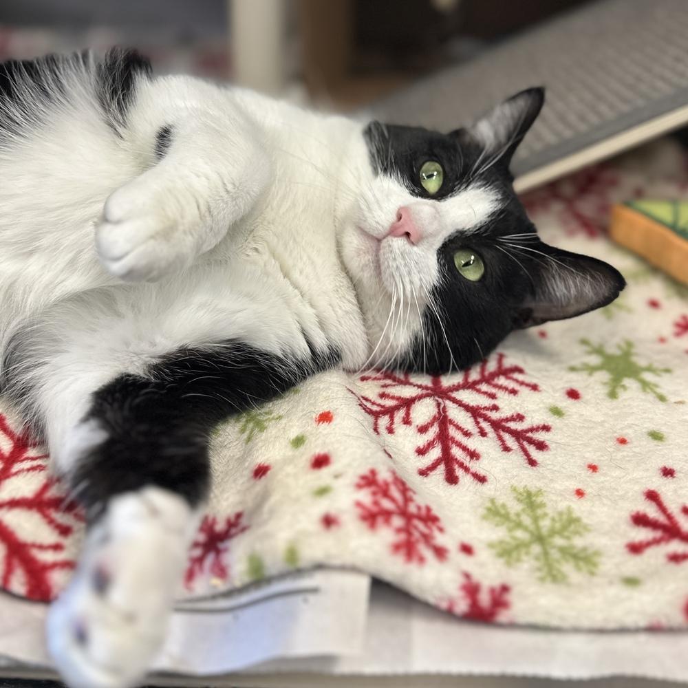 Tumbleweed, a Adoptable mixed breed in Columbus, OH image 4/6