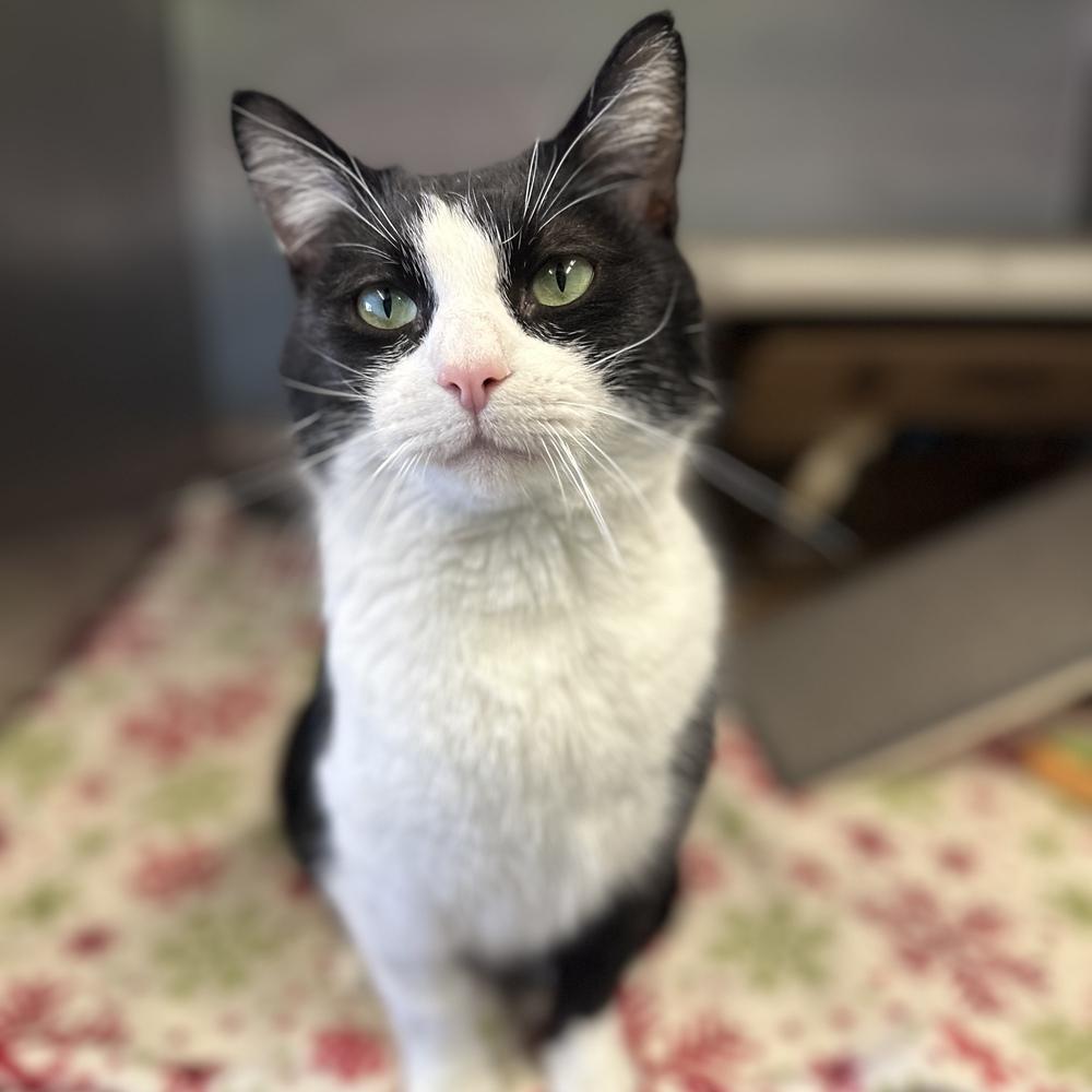 Tumbleweed, a Adoptable mixed breed in Columbus, OH image 5/6