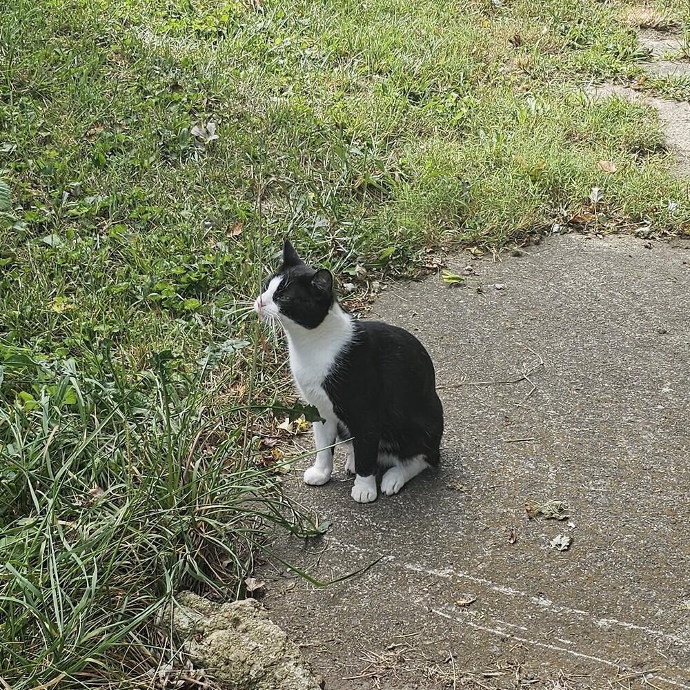 Tumbleweed, a Adoptable mixed breed in Columbus, OH image 4/5