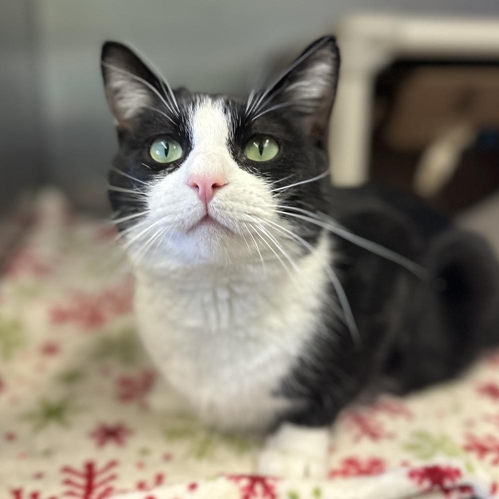 Tumbleweed, a Adoptable mixed breed in Columbus, OH image 6/6