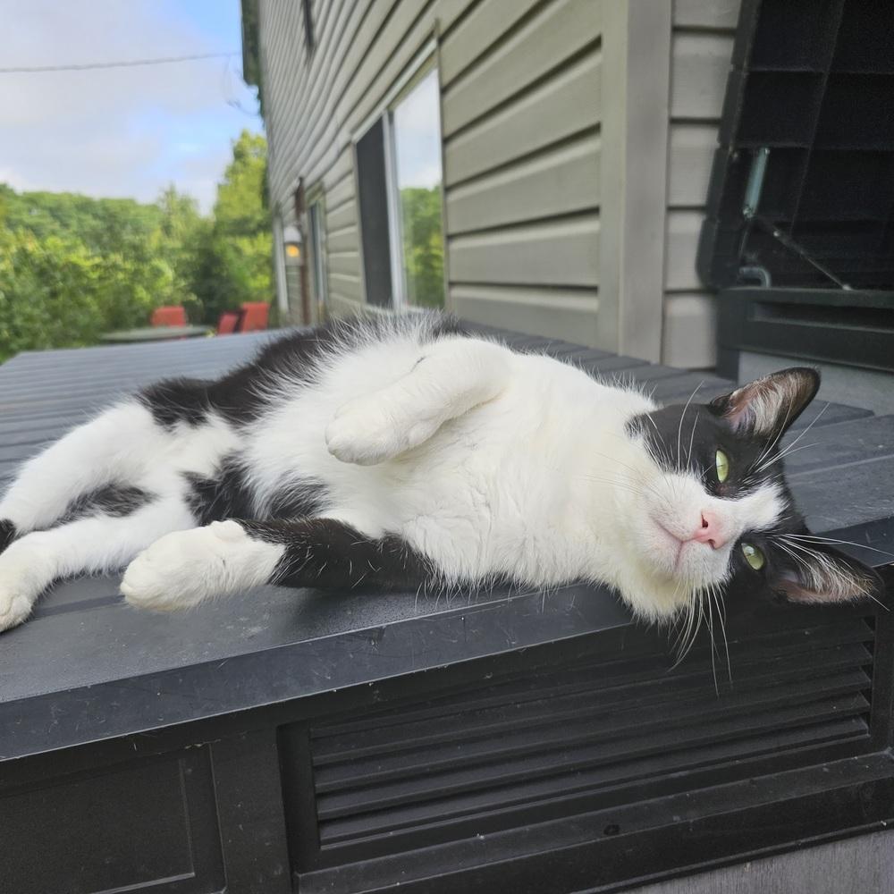 Tumbleweed, a Adoptable mixed breed in Columbus, OH image 5/5