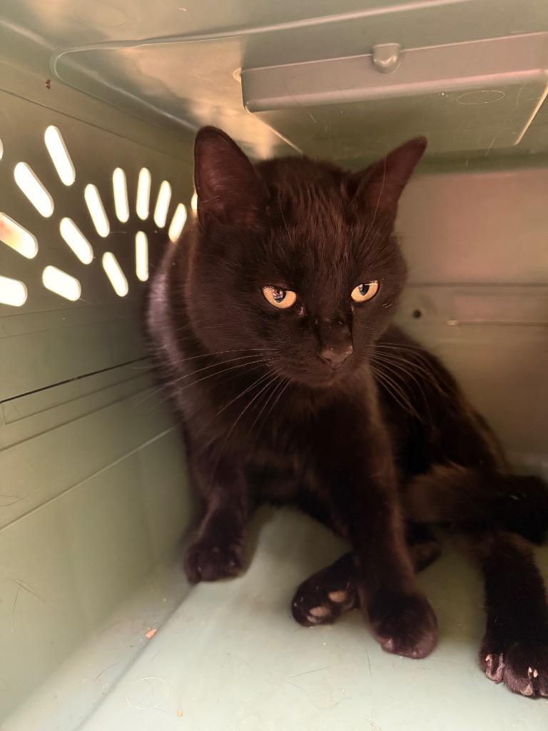 Piano {SPAYED}, Adopted, Adult Female Domestic Short Hair.