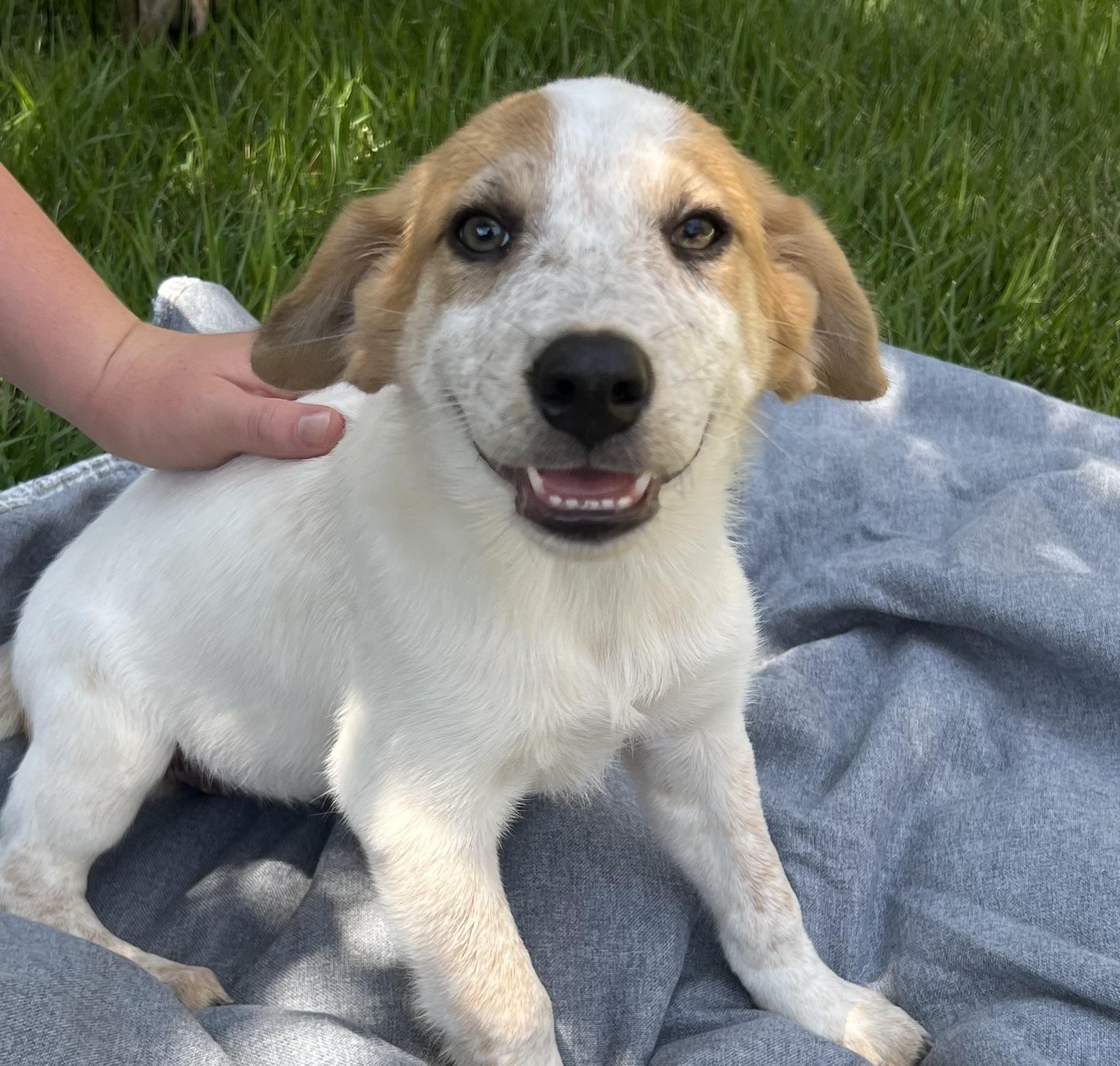 Enlarge Puppy Pixie, a Adoptable mixed breed in Brattleboro, VT image 2/2