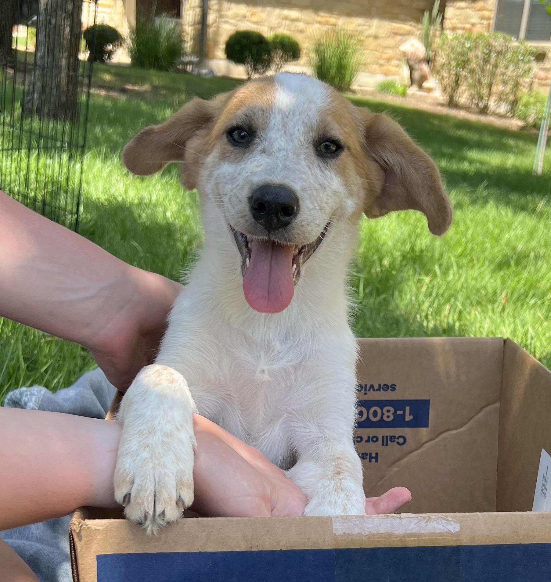 Puppy Pixie, Adoptable, Puppy Female Labrador Retriever.