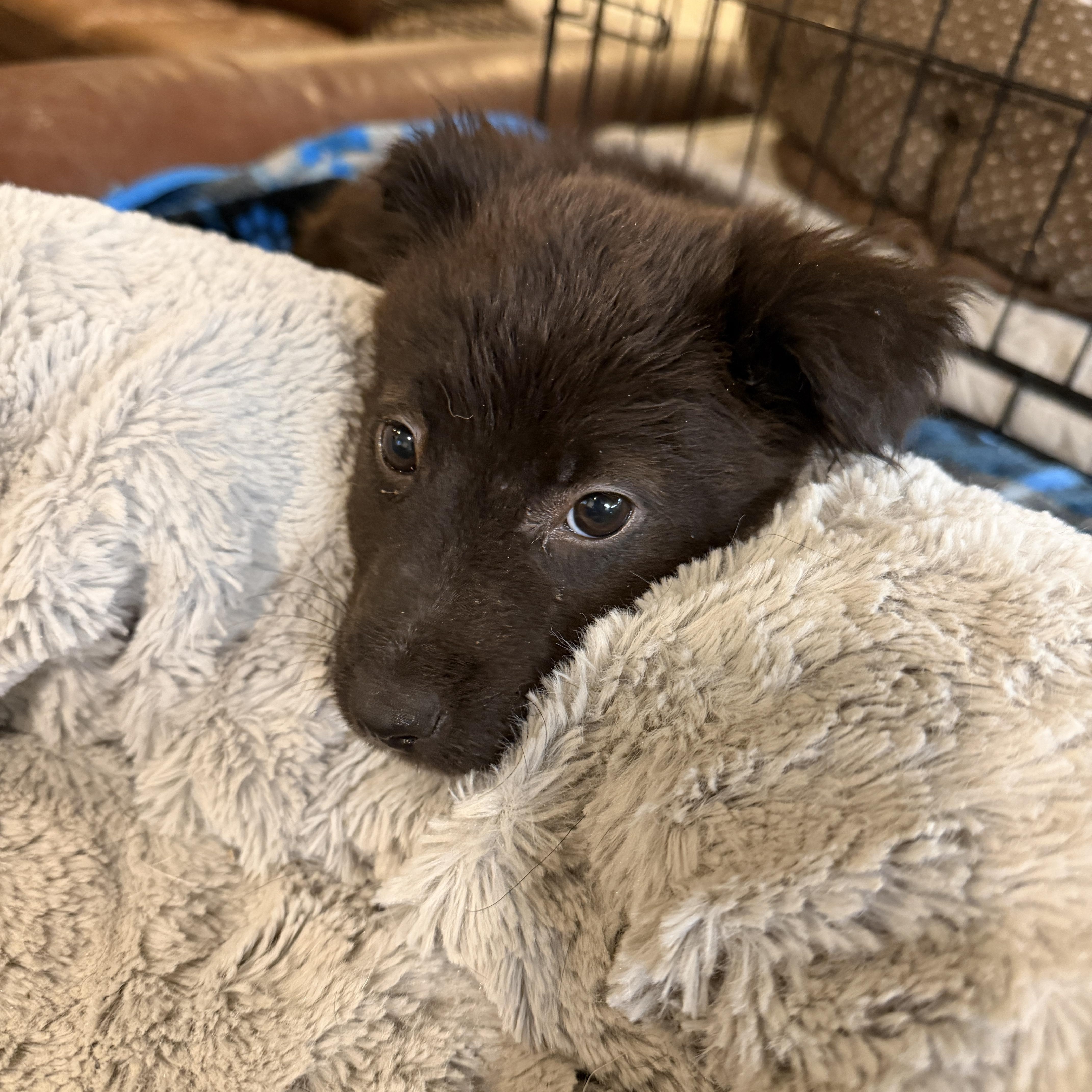 Enlarge Biscuit, a ADOPTABLE mixed breed in Gilbert, AZ image 3/5