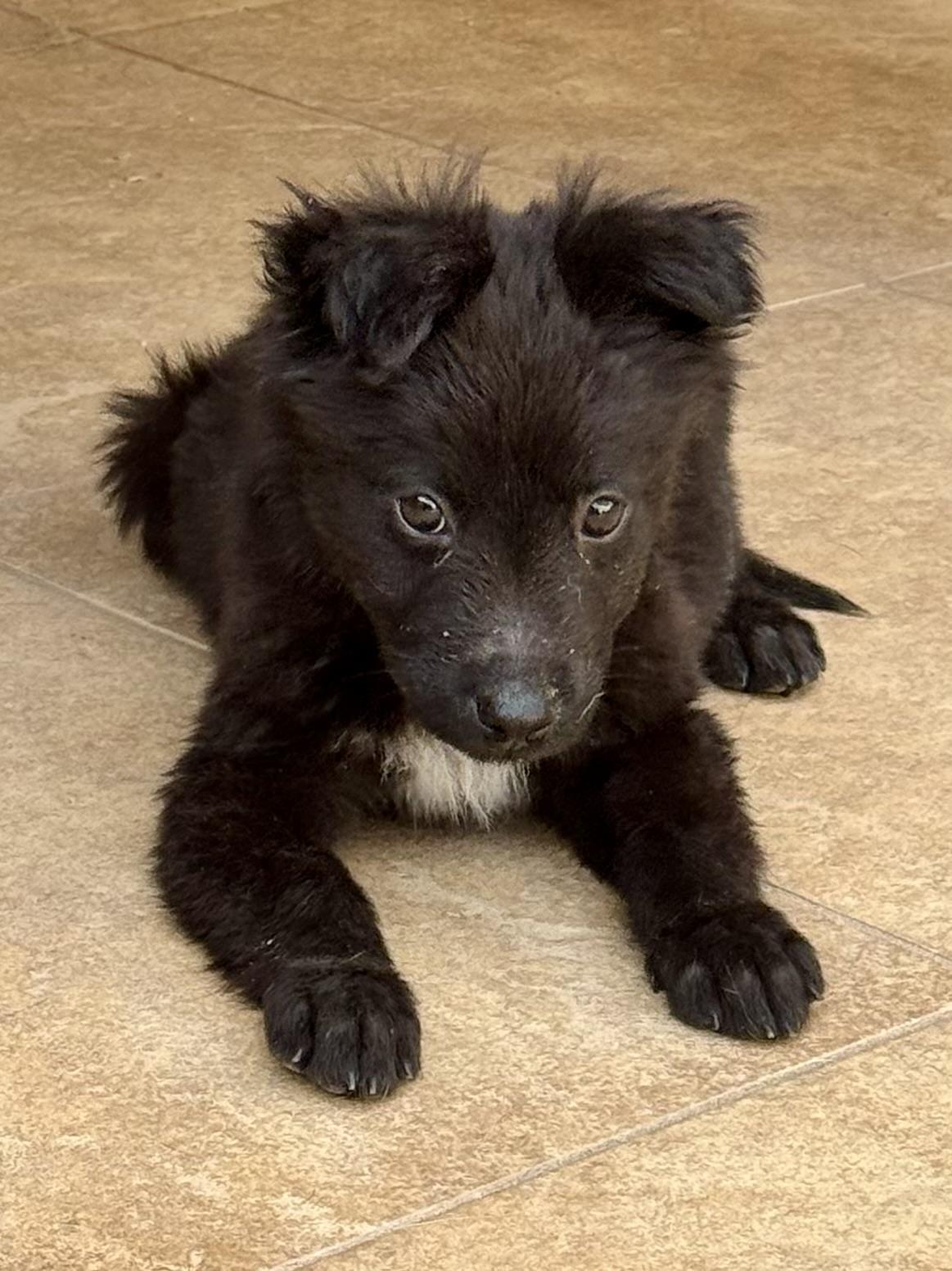 Biscuit, ADOPTABLE, Puppy Female Flat-Coated Retriever & Australian Kelpie.