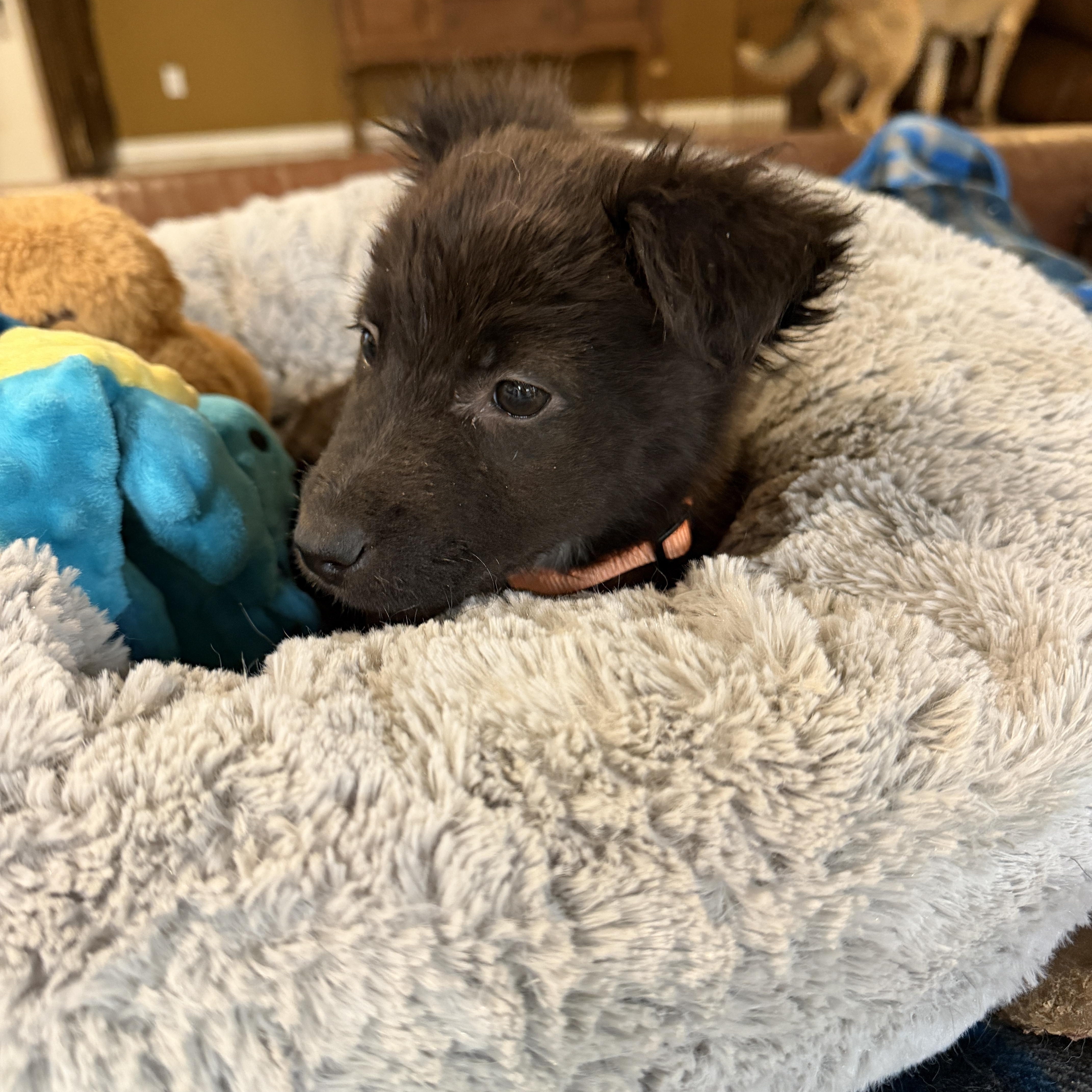 Enlarge Biscuit, a ADOPTABLE mixed breed in Gilbert, AZ image 5/5