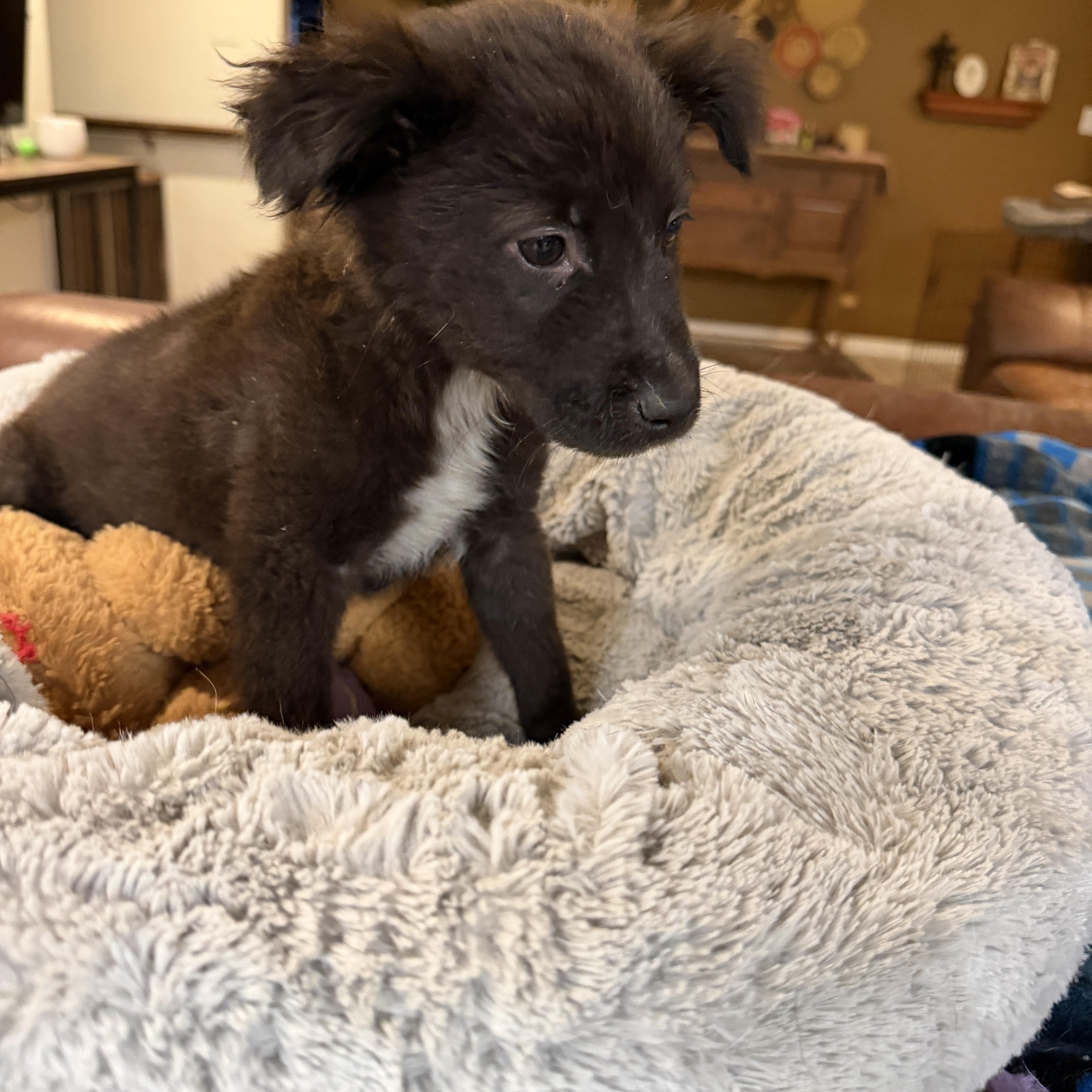 Enlarge Biscuit, a ADOPTABLE mixed breed in Gilbert, AZ image 2/5