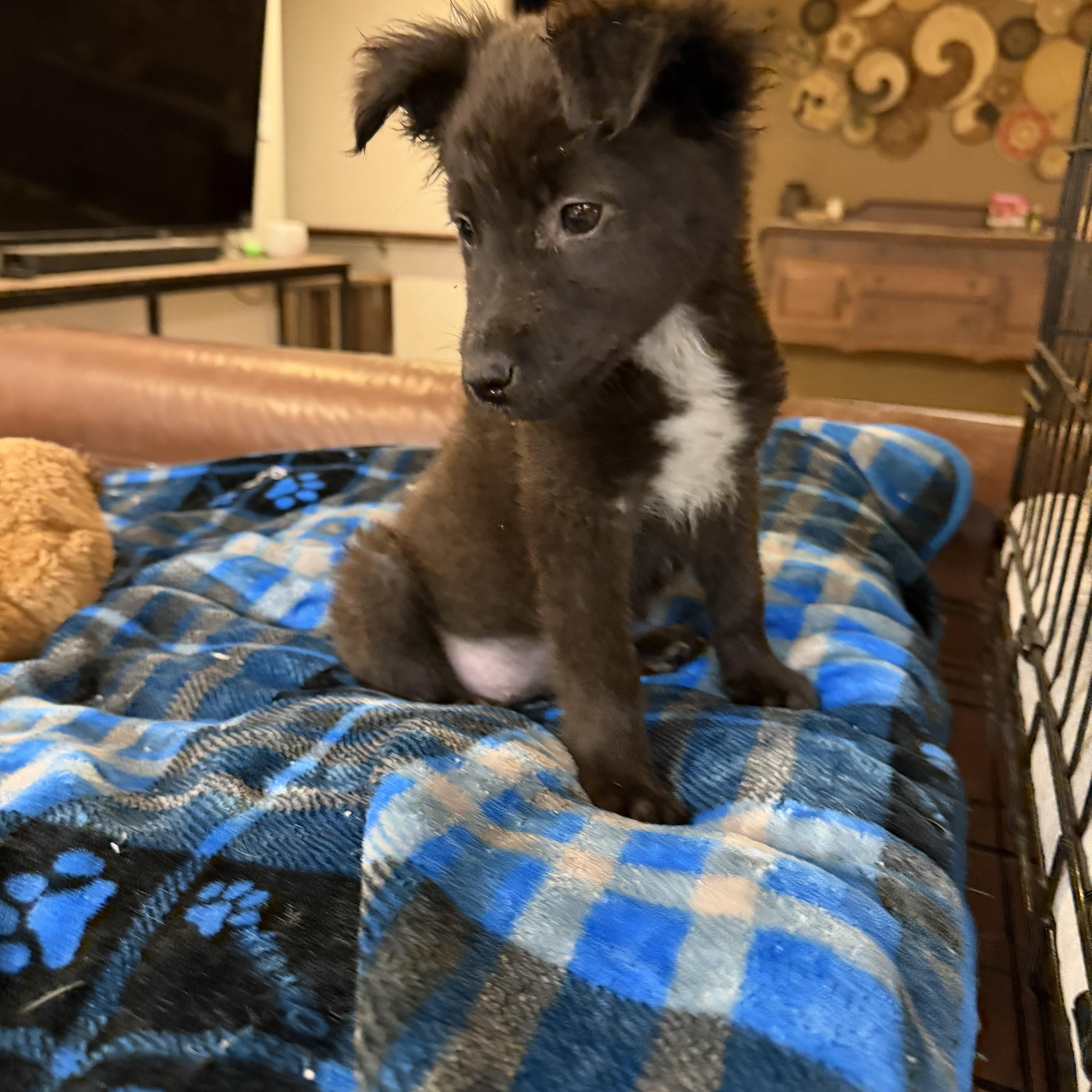 Enlarge Biscuit, a ADOPTABLE mixed breed in Gilbert, AZ image 4/5