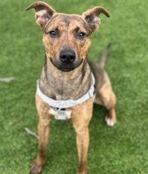 Enlarge Paisley, a Adoptable mixed breed in Munster, IN image 1/1