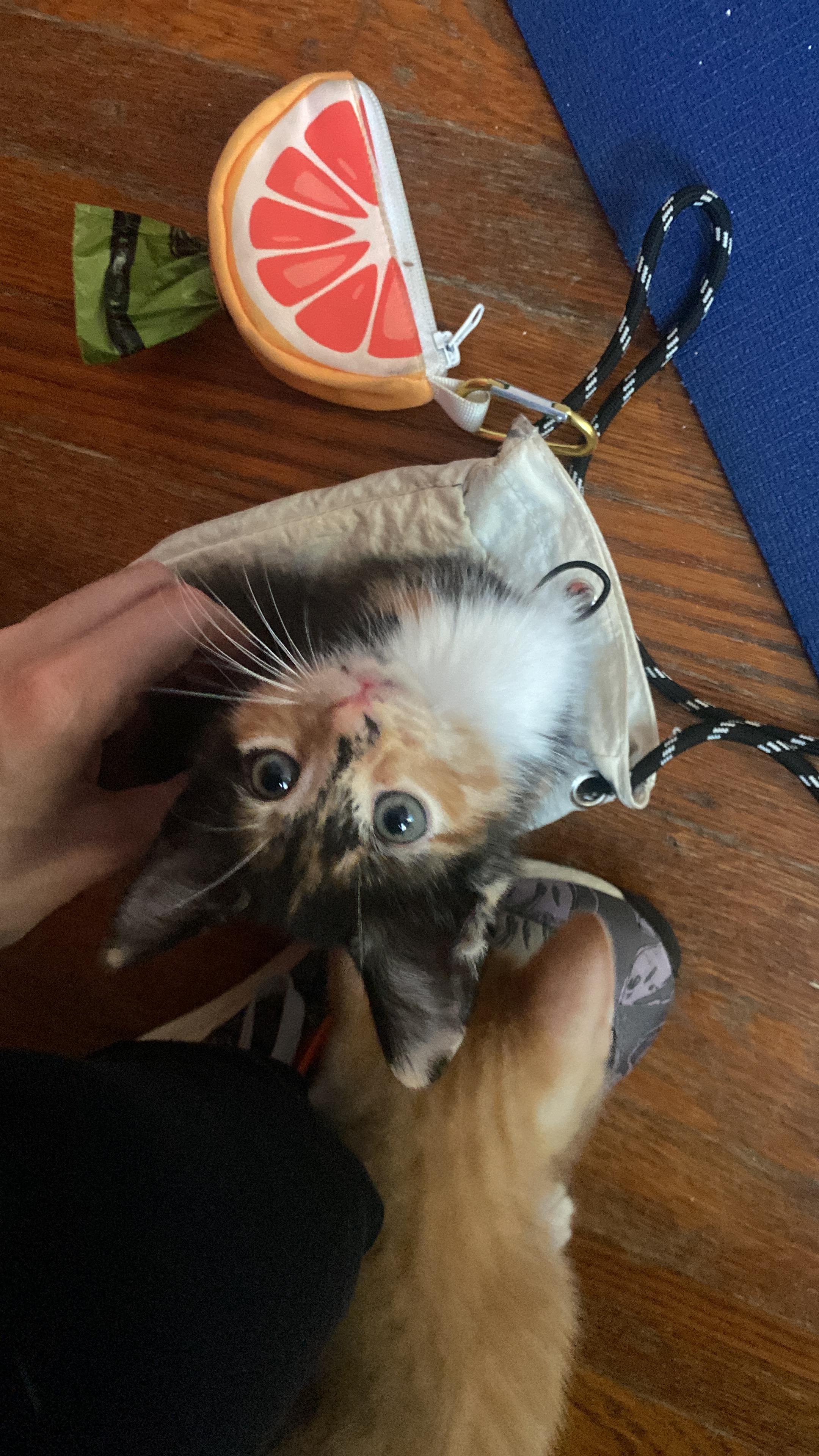 Fern, Adopted, Kitten Female Calico.