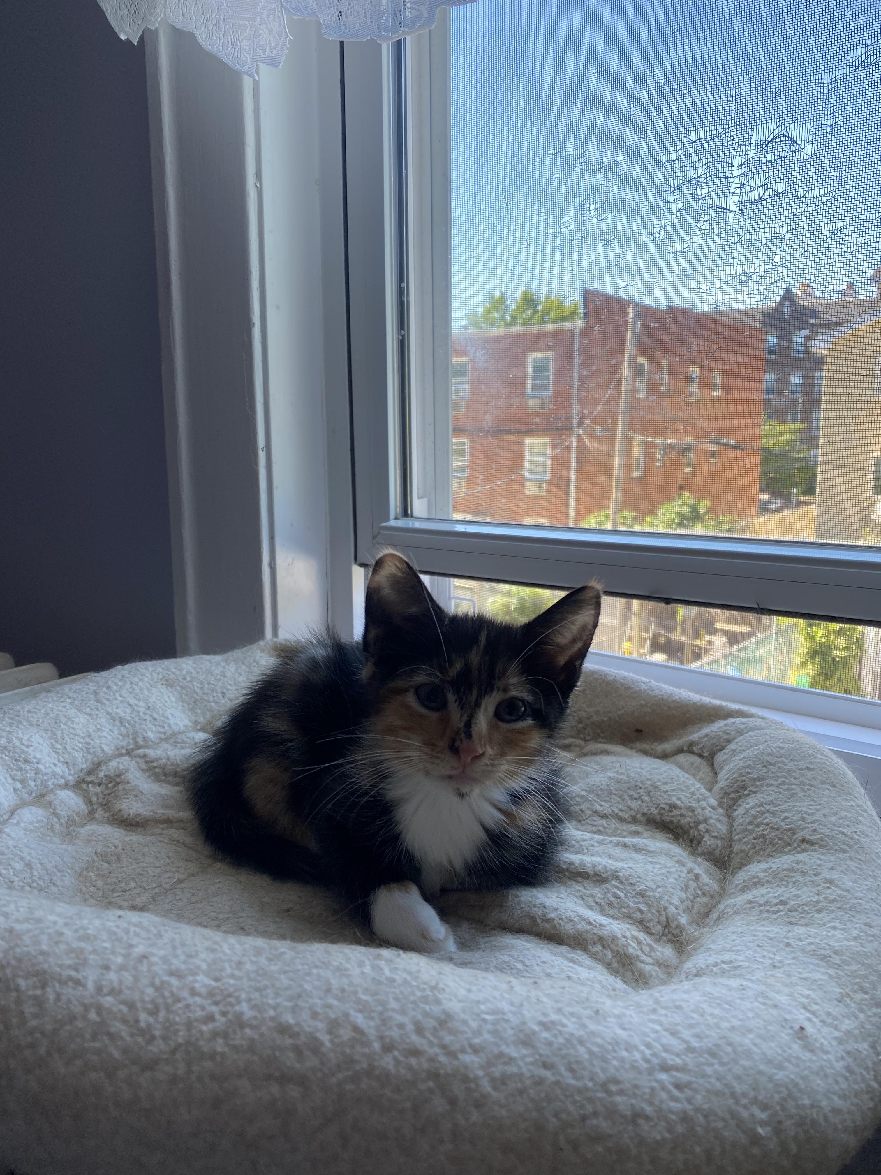 Enlarge Fern, a Adopted Calico in Kew Gardens, NY image 2/3