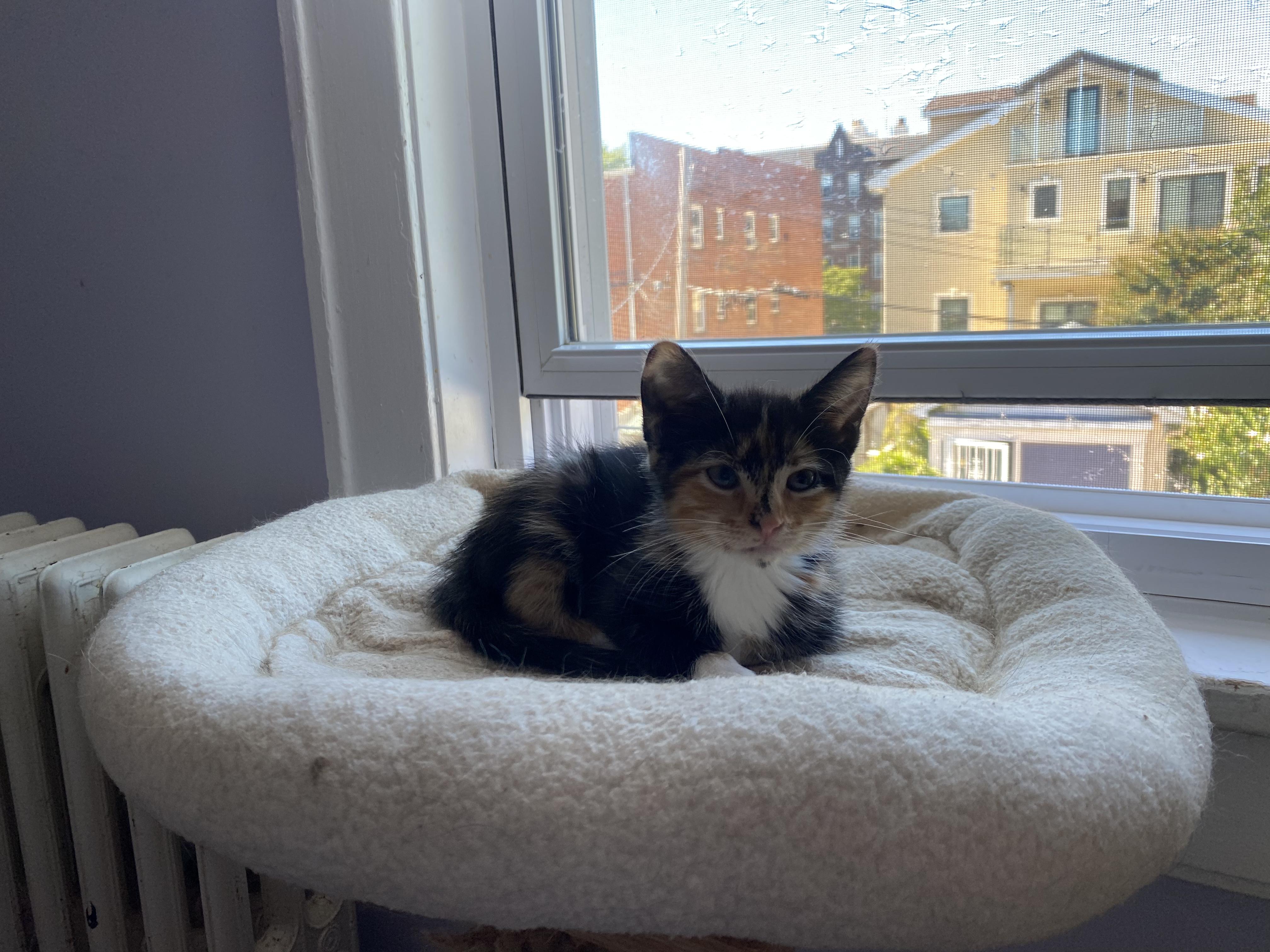 Enlarge Fern, a Adopted Calico in Kew Gardens, NY image 3/3