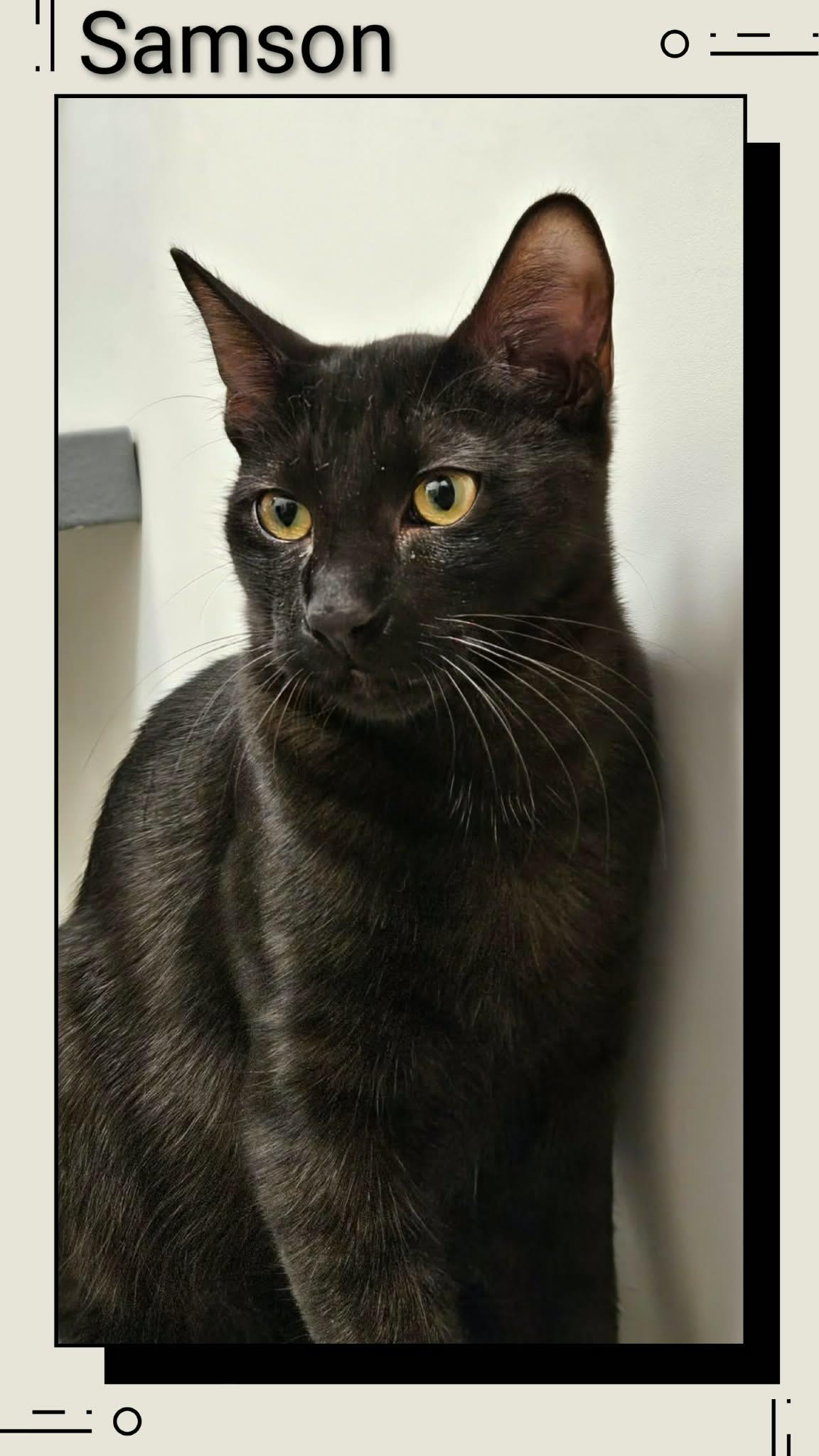 Enlarge Samson, a Adoptable Domestic Short Hair in Caistor Centre, ON image 1/1